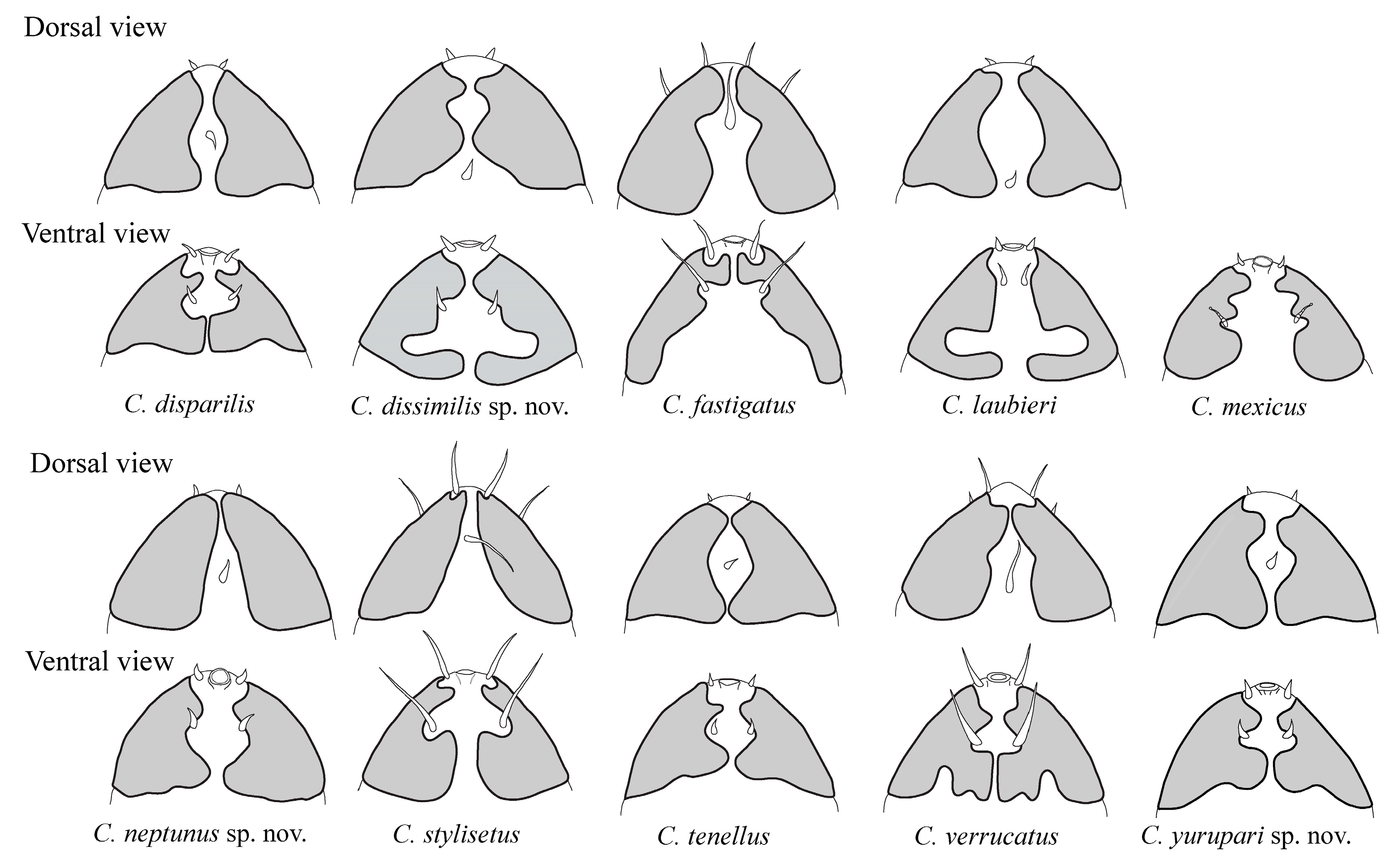 Diversity 12 00063 g005 Diversity 12 00063 g005