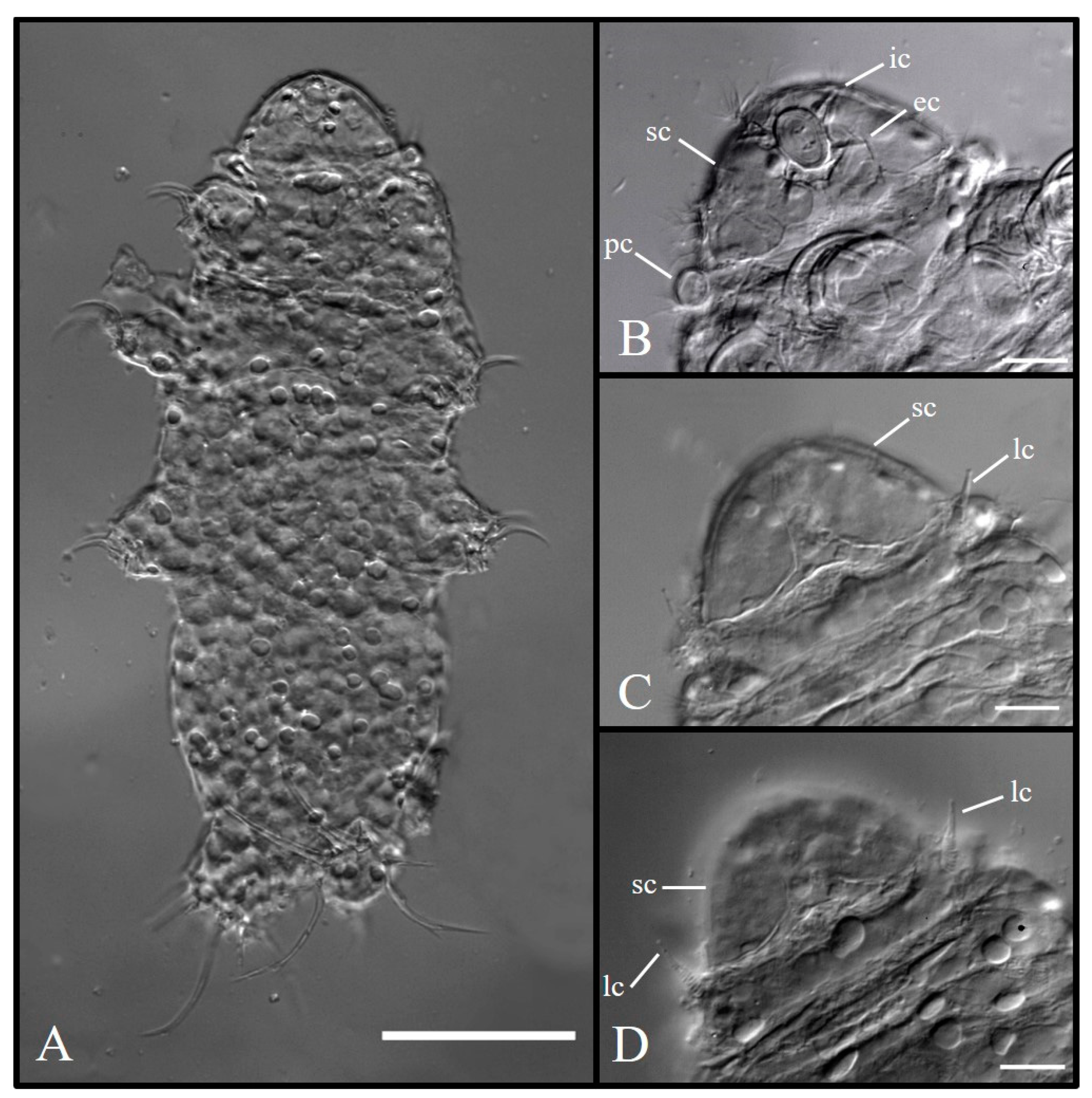 Diversity 12 00063 g007 Diversity 12 00063 g007
