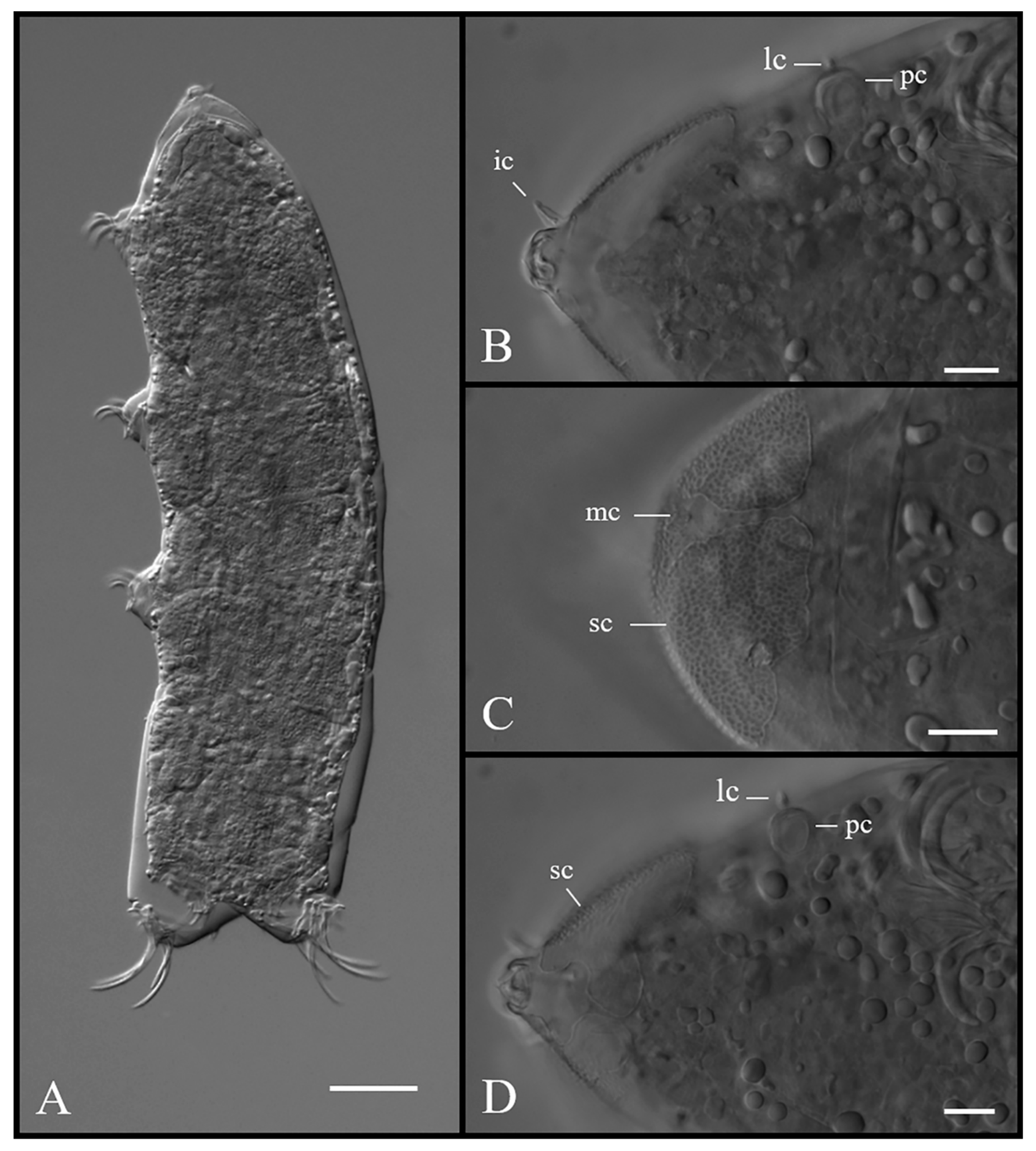 Diversity 12 00063 g010 Diversity 12 00063 g010