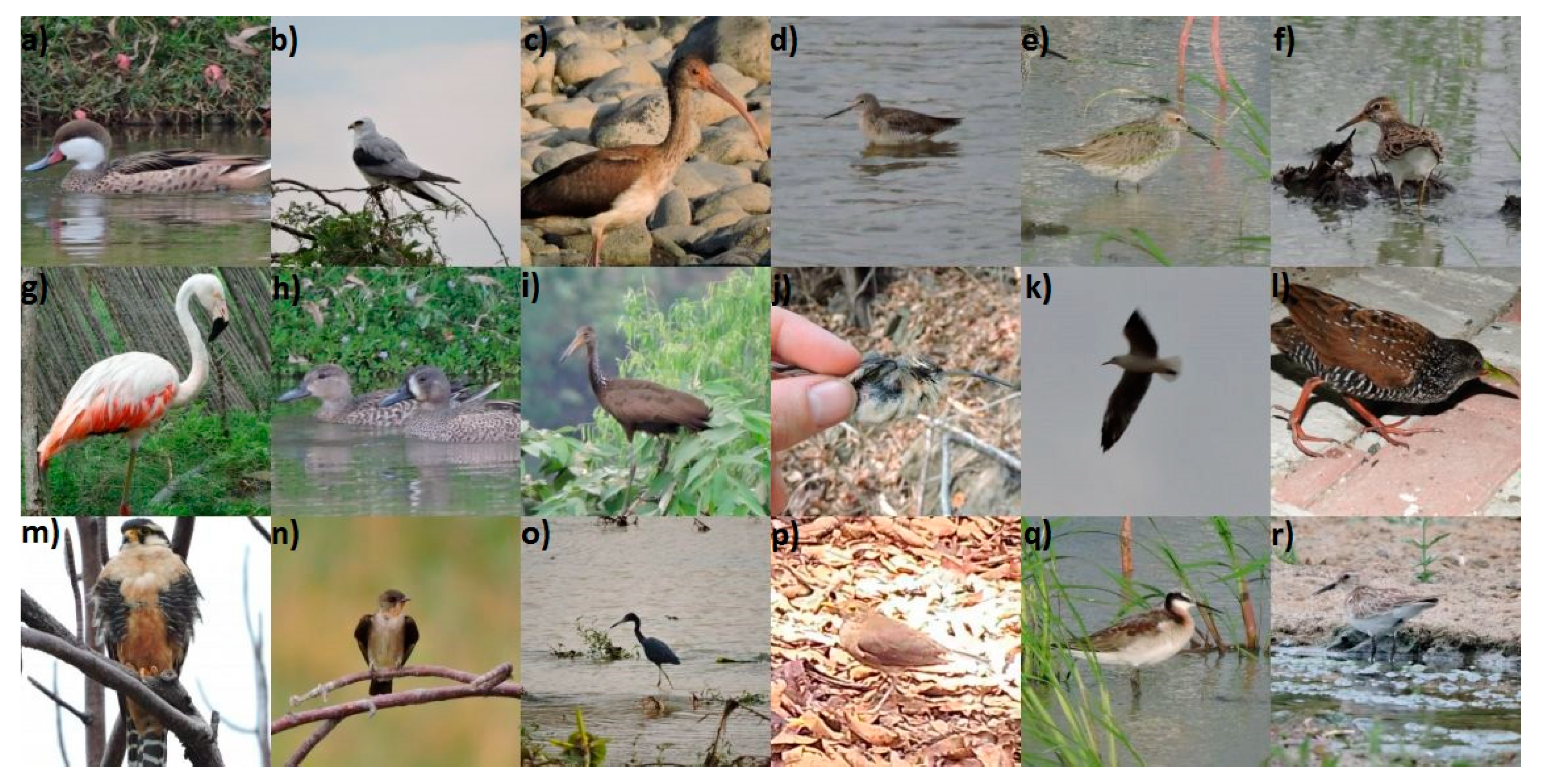 Diversity Free Full Text Knowledge Gaps Or Change Of