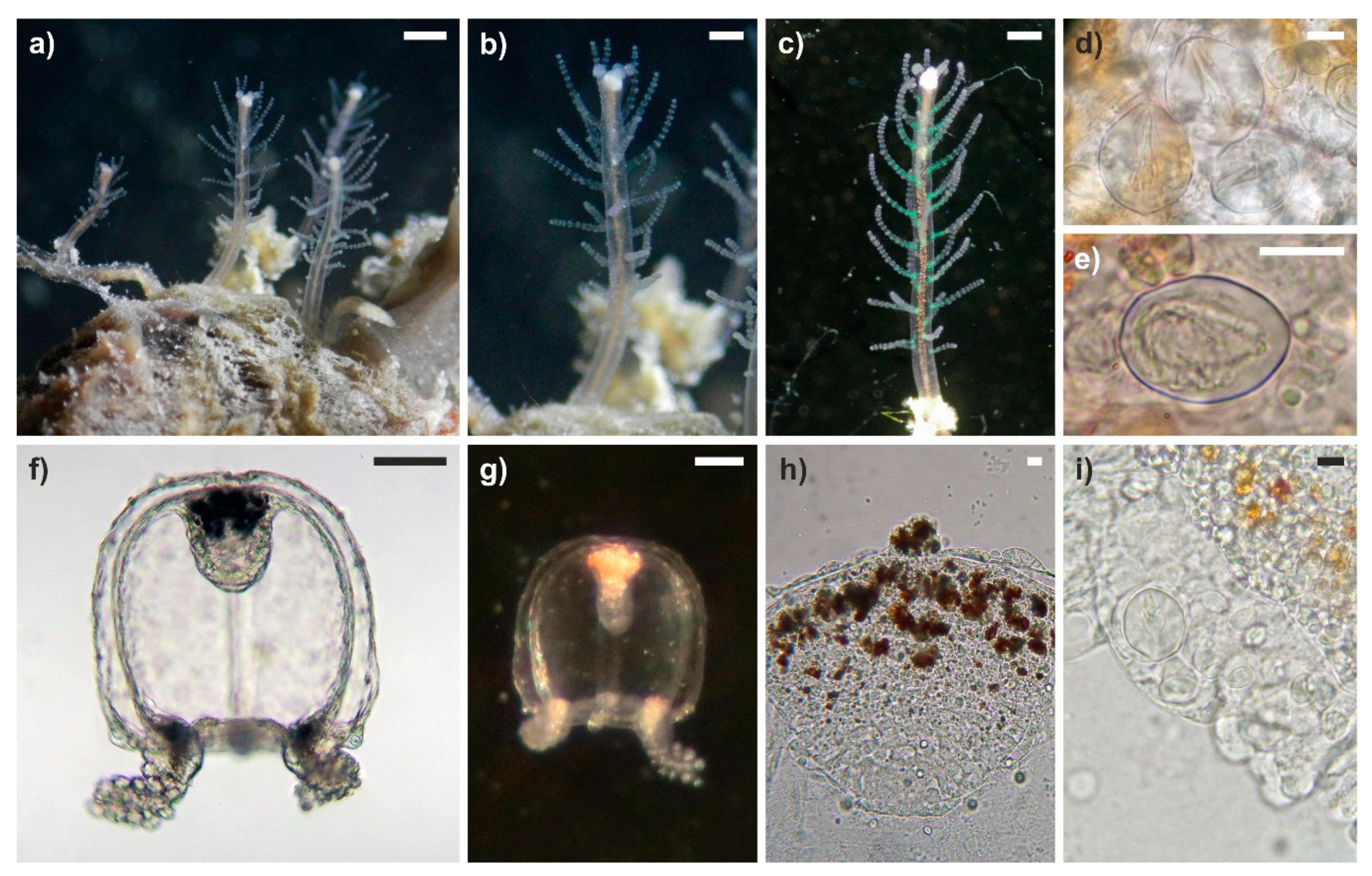 Diversity 12 00078 g007 Diversity 12 00078 g007