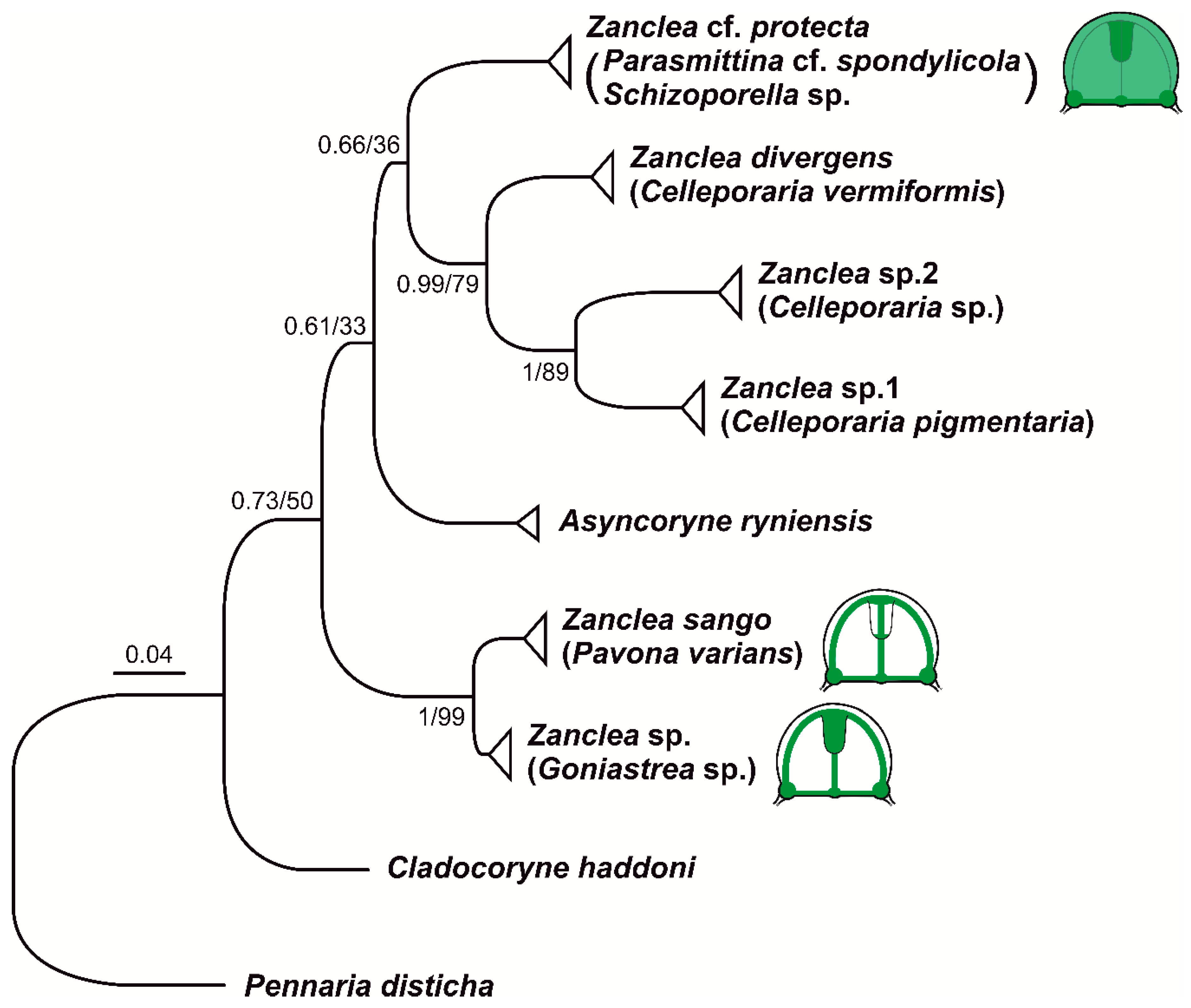 Diversity 12 00078 g009 Diversity 12 00078 g009