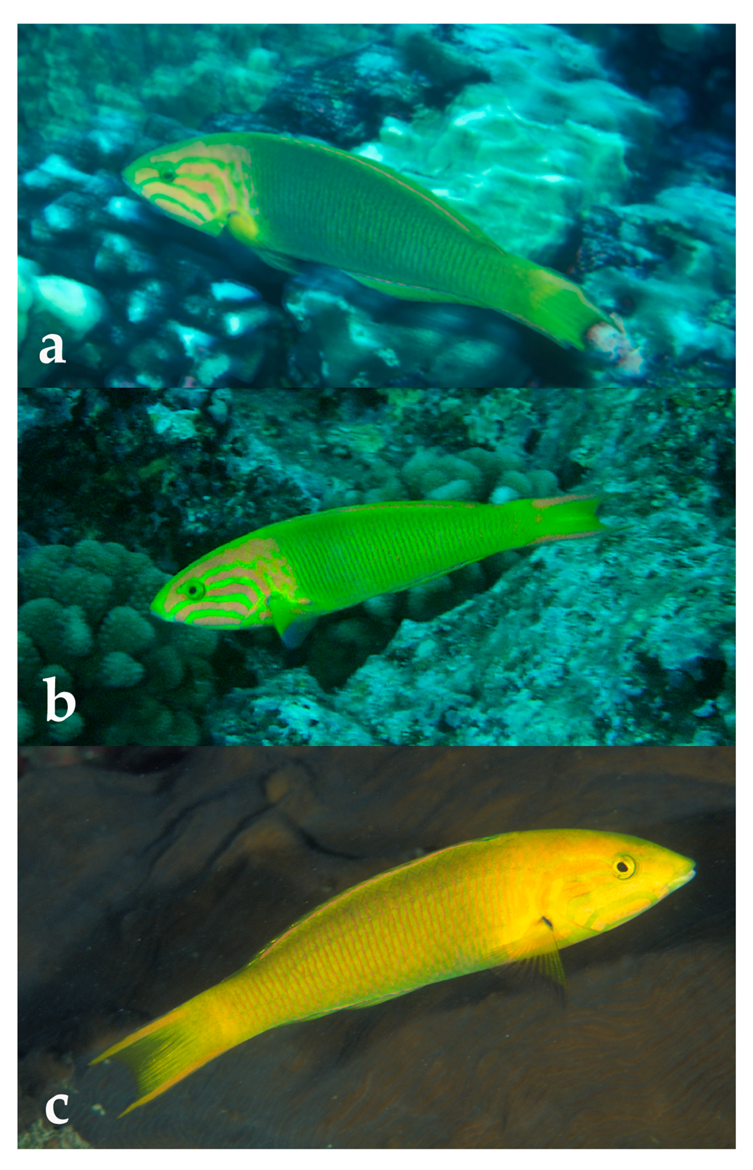 Diversity 12 00083 g002 Diversity 12 00083 g002