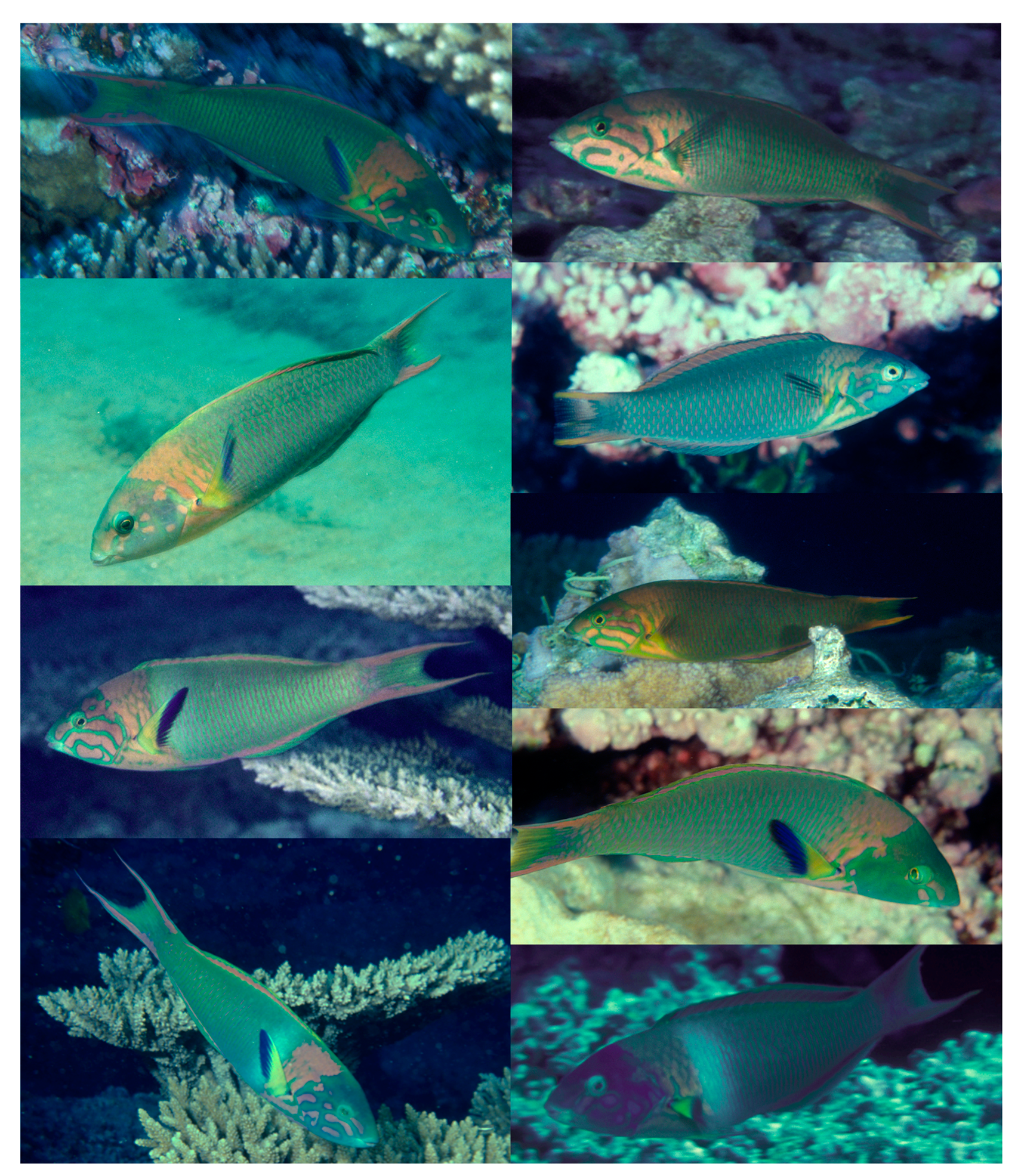 Diversity 12 00083 g003 Diversity 12 00083 g003