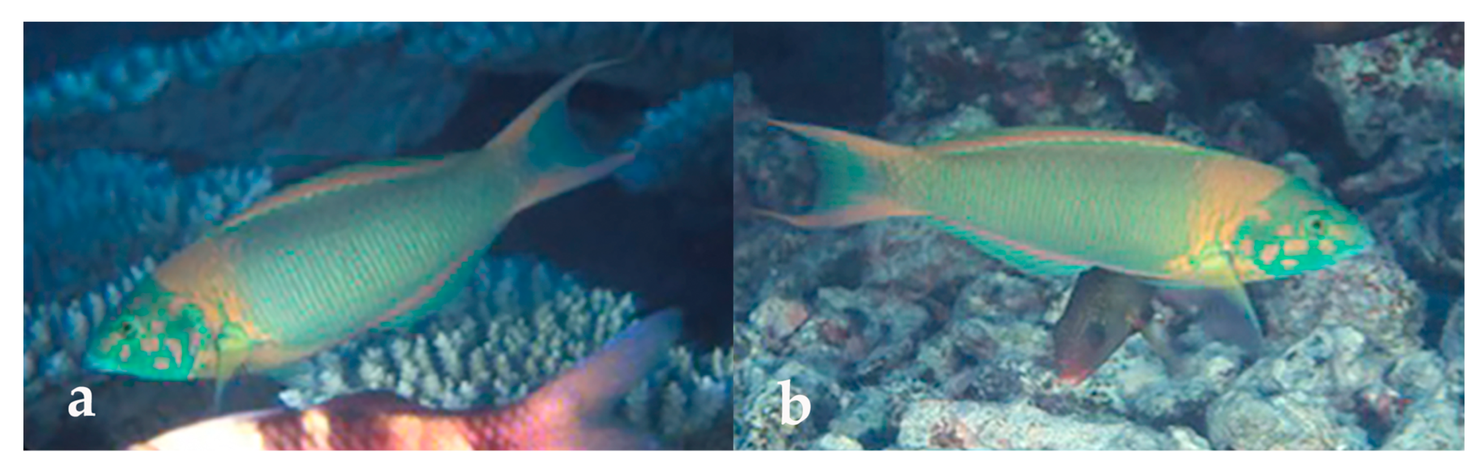 Diversity 12 00083 g004 Diversity 12 00083 g004