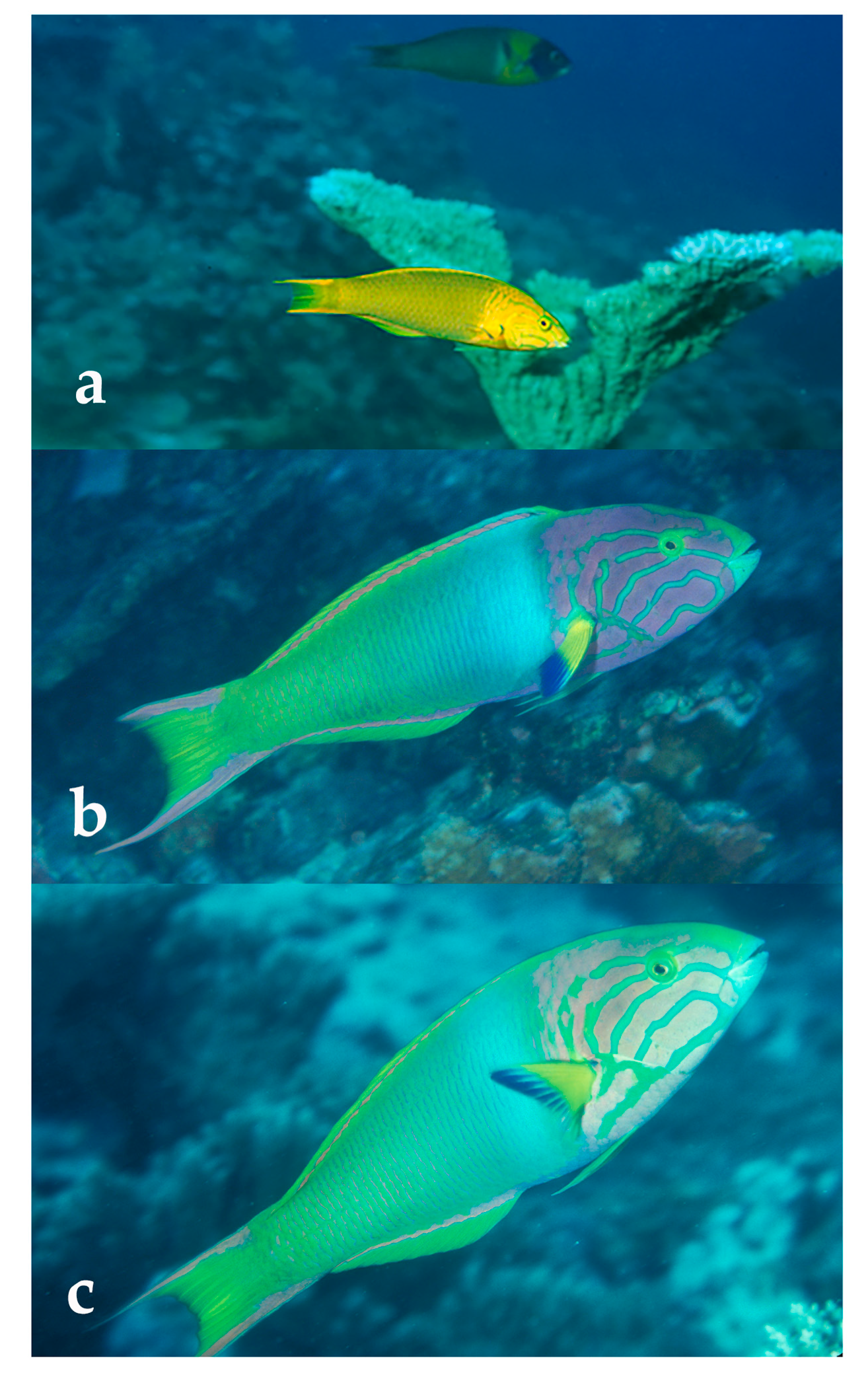 Diversity 12 00083 g005 Diversity 12 00083 g005