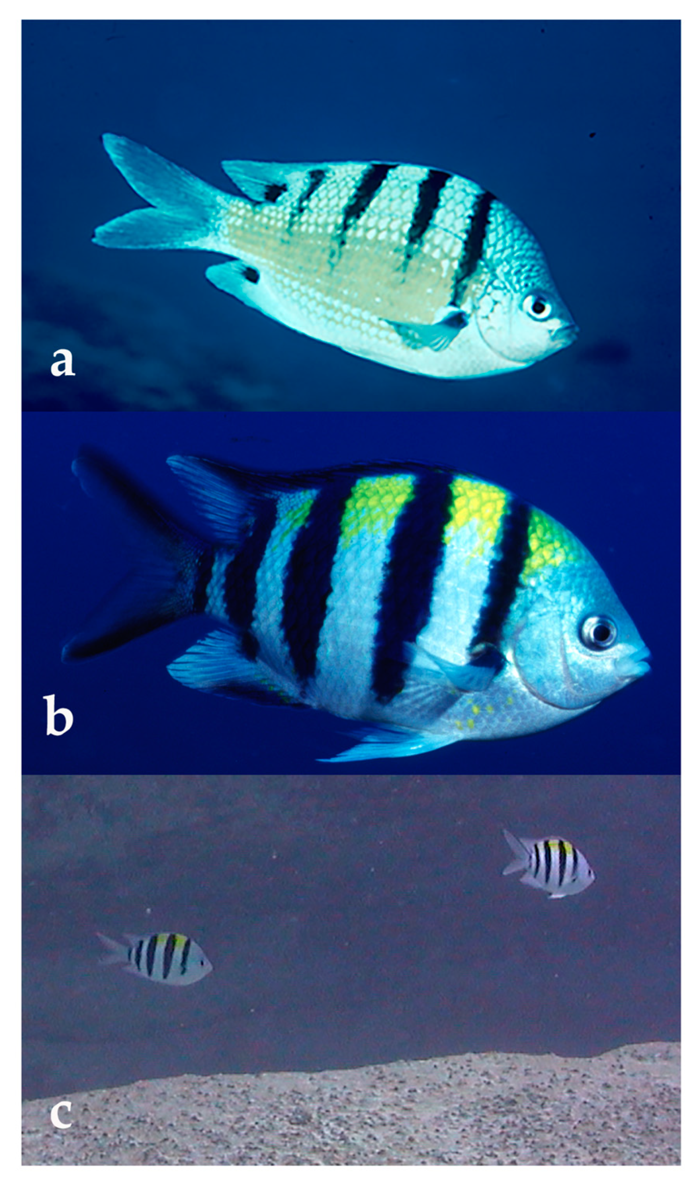 Diversity 12 00083 g007 Diversity 12 00083 g007