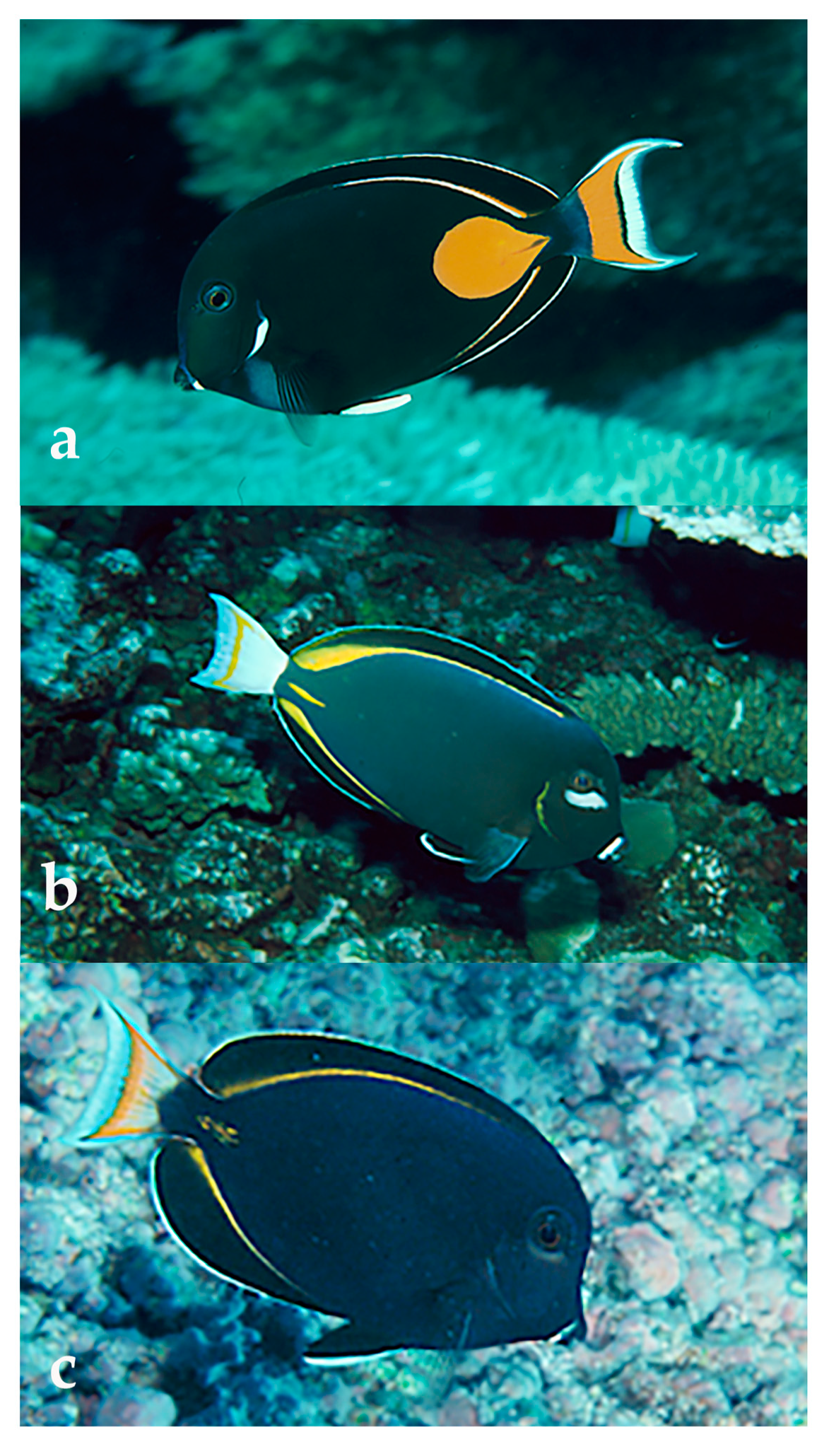 Diversity 12 00083 g009 Diversity 12 00083 g009