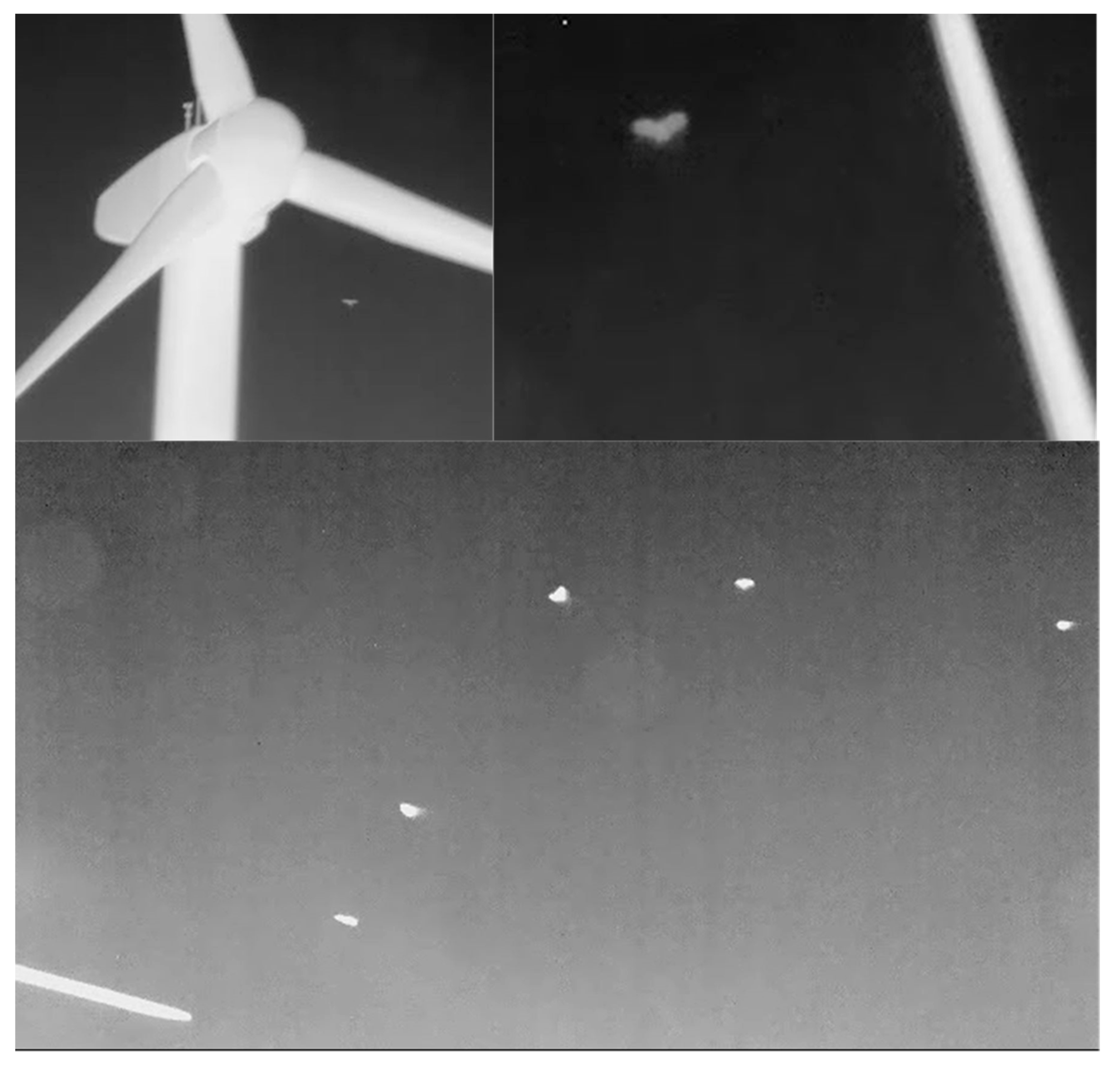 Diversity 12 00084 g003 Diversity 12 00084 g003