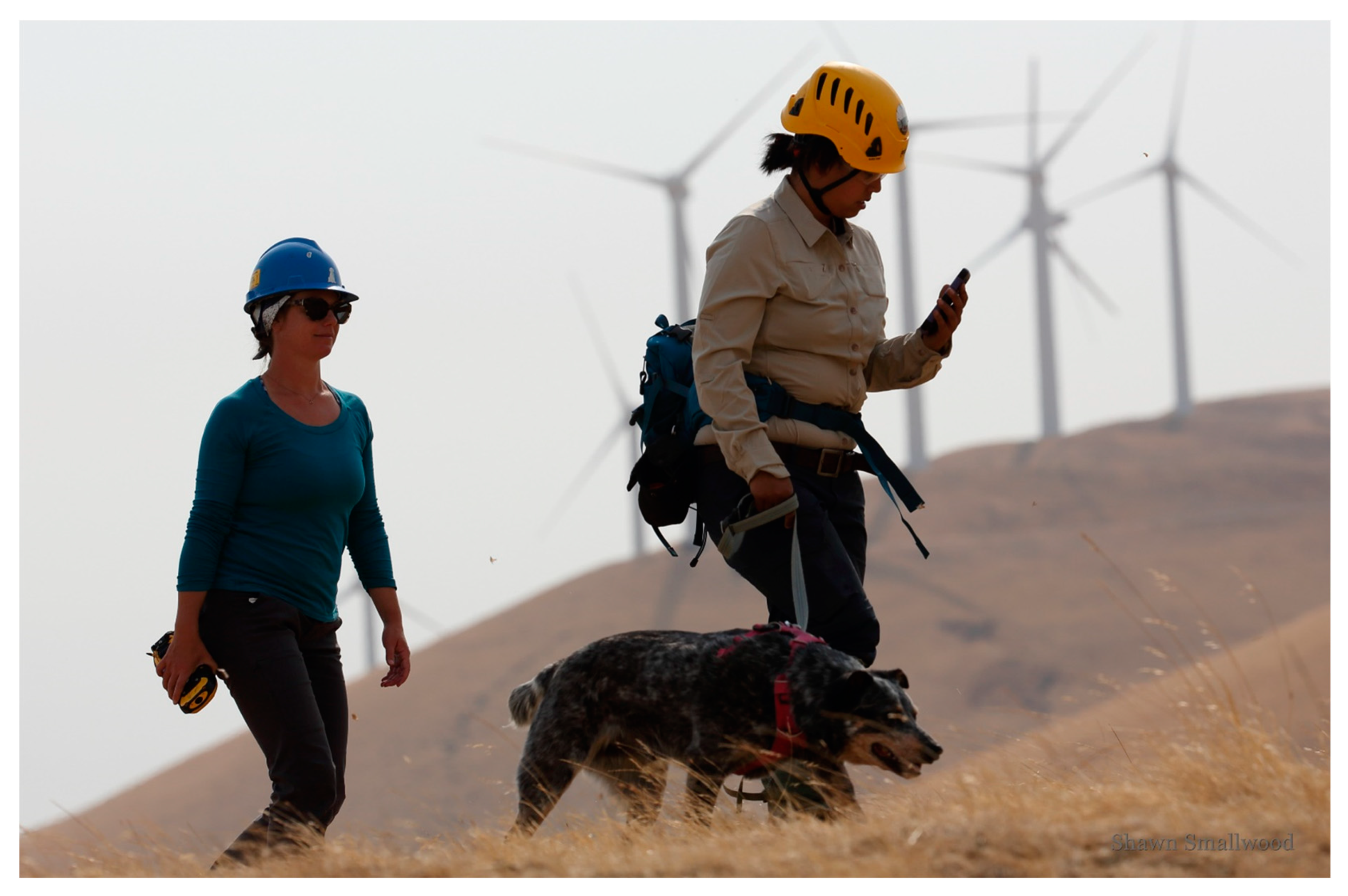 Diversity 12 00084 g005 Diversity 12 00084 g005