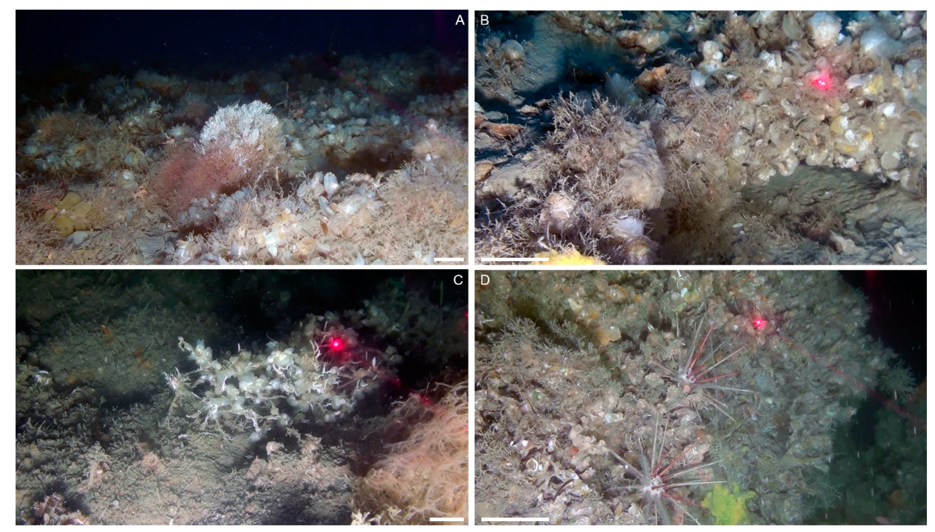 Diversity 12 00092 g003 Diversity 12 00092 g003