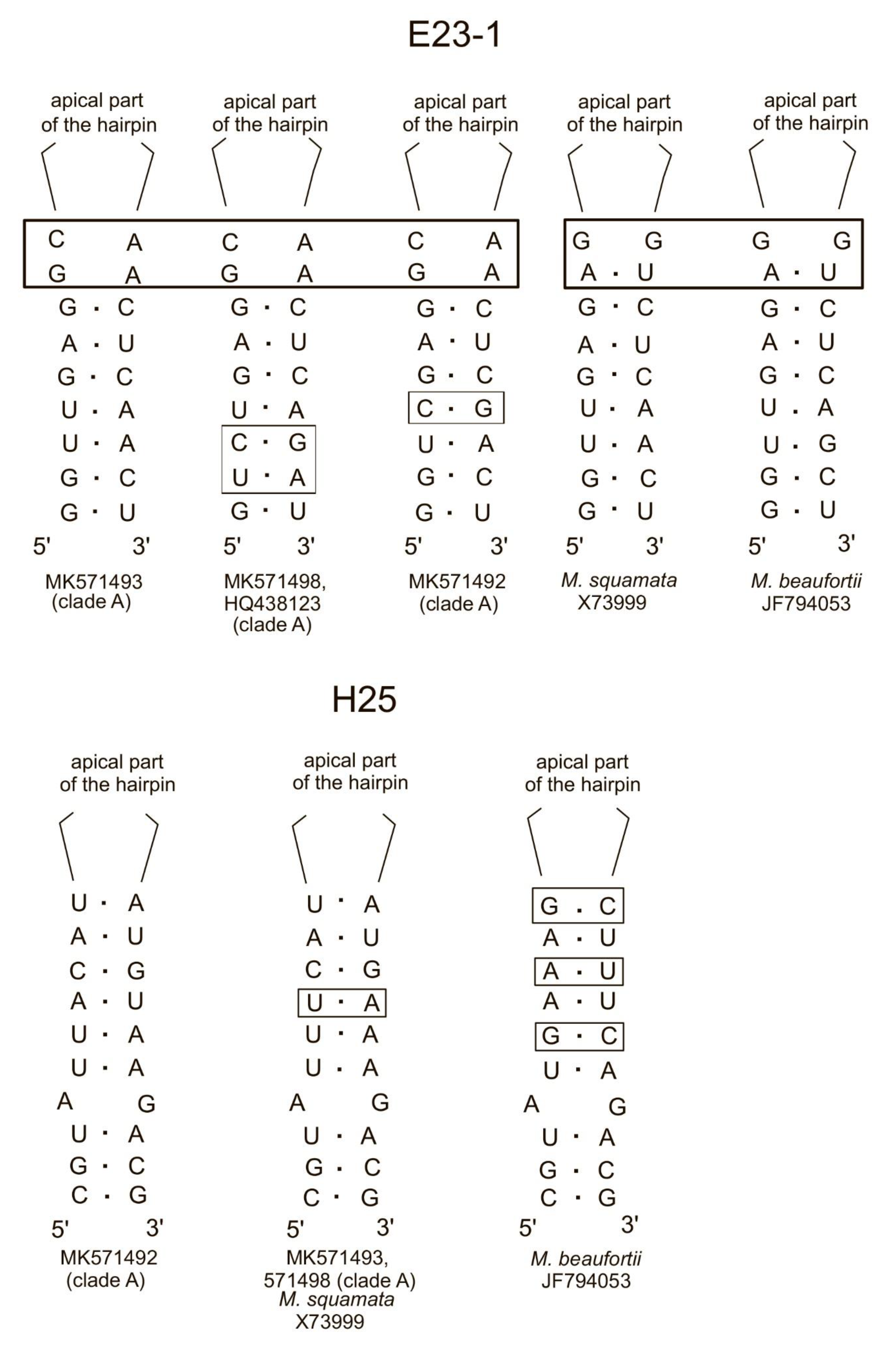 Diversity Free Full Text Photosynthetic Picoeukaryotes Diversity In The Underlying Ice Waters Of The White Sea Russia Html Diversity Free Full Text Photosynthetic Picoeukaryotes Diversity In The Underlying Ice Waters Of The White Sea Russia Html