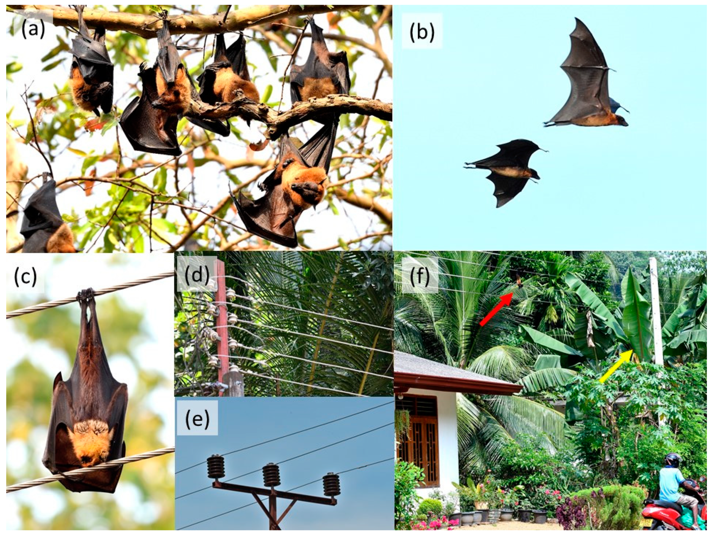 Urban Sprawl Food Subsidies and Power Lines An Ecological Trap for Large Frugivorous Bats in Sri Lanka