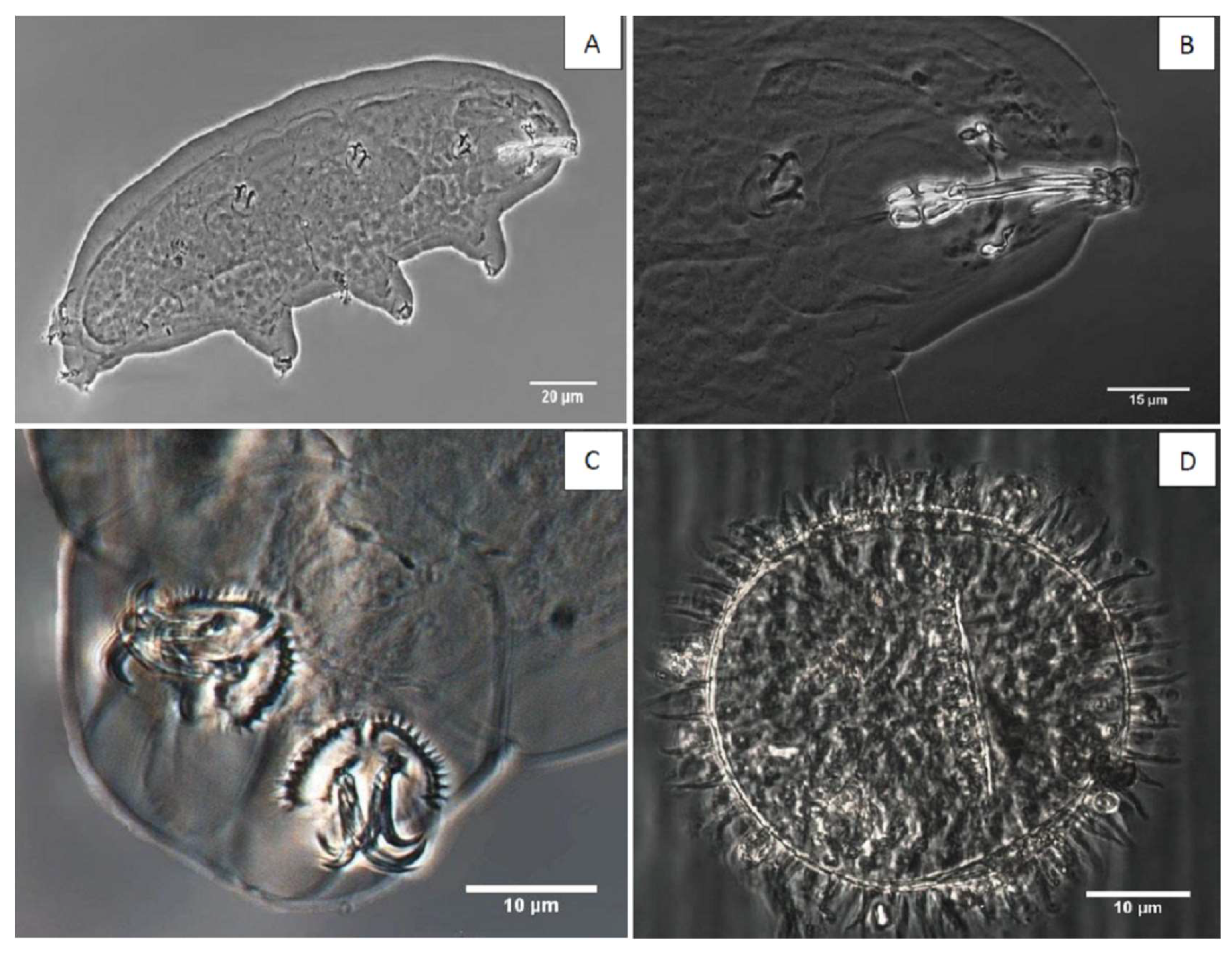 Diversity 12 00095 g002