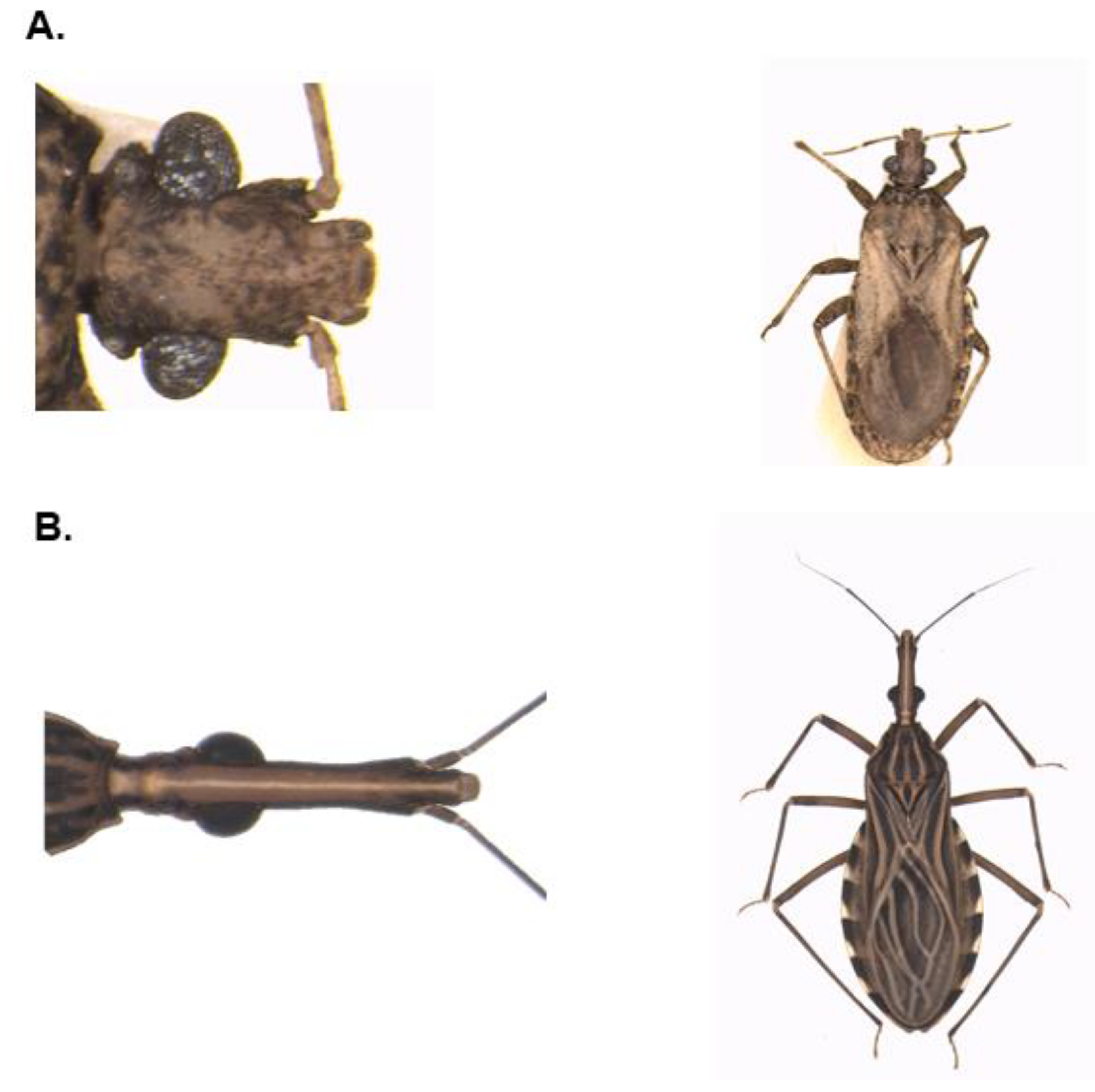 Diversity 12 00097 g003 Diversity 12 00097 g003