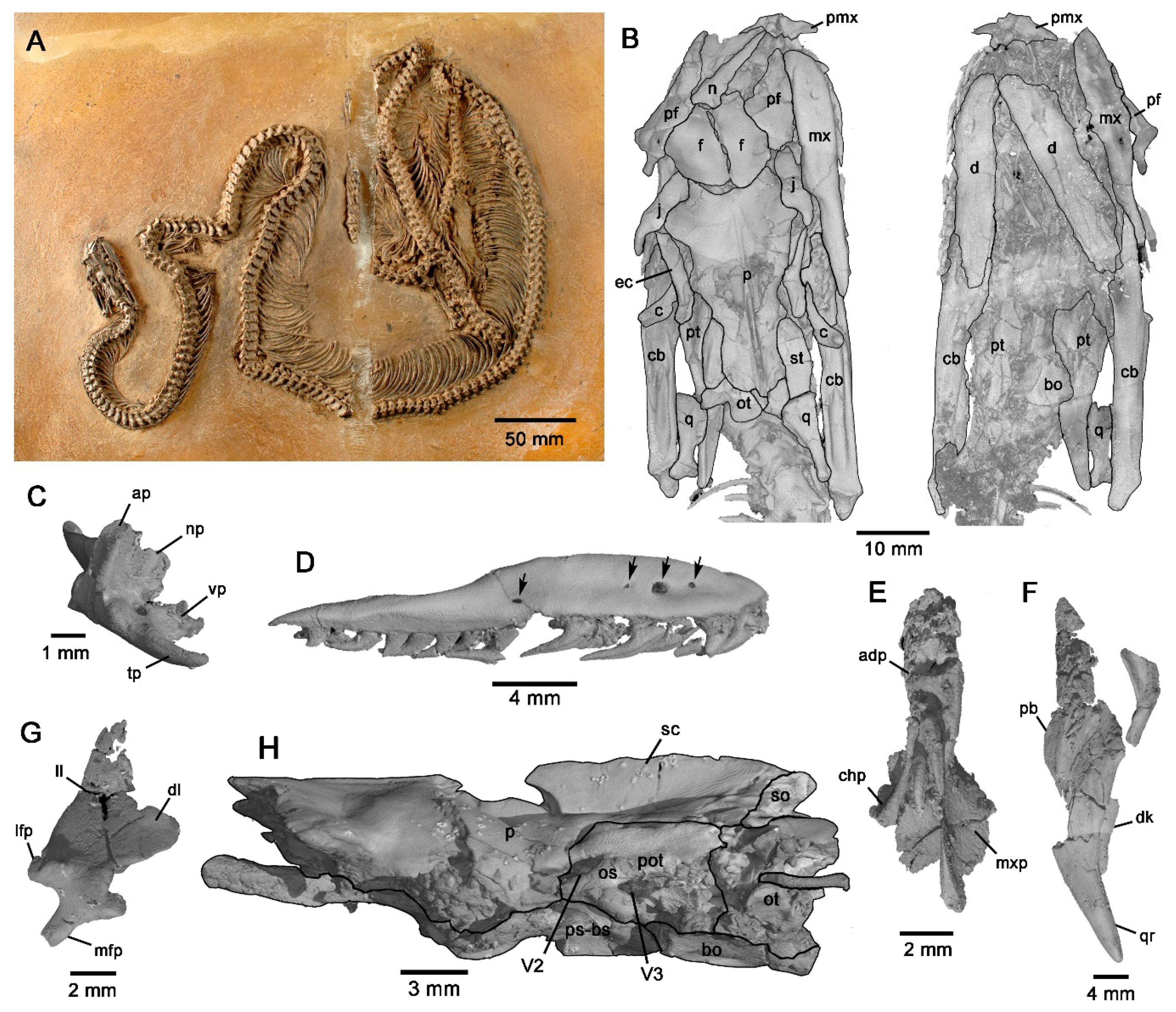 Diversity 12 00100 g001 Diversity 12 00100 g001