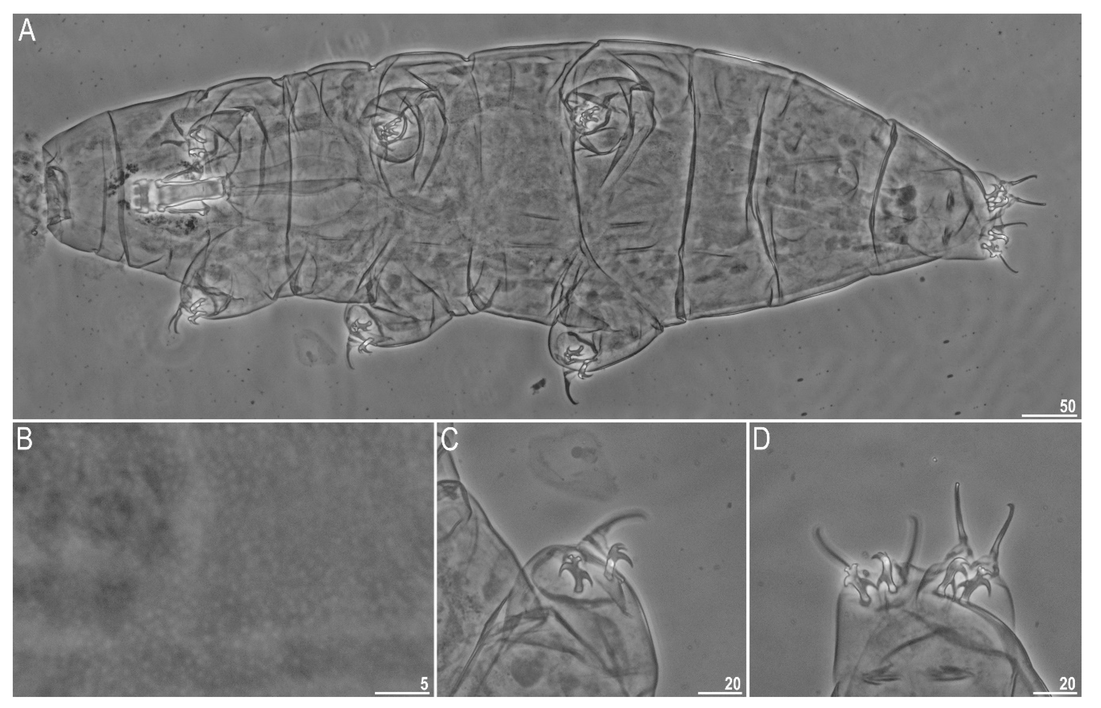 Diversity 12 00108 g001 Diversity 12 00108 g001