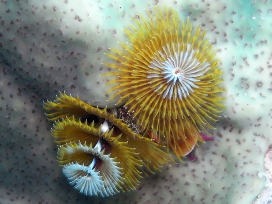 Diversity Free Full Text Extension Of The Recorded Host Range Of Caribbean Christmas Tree Worms Spirobranchus Spp With Two Scleractinians A Zoantharian And An Ascidian Html