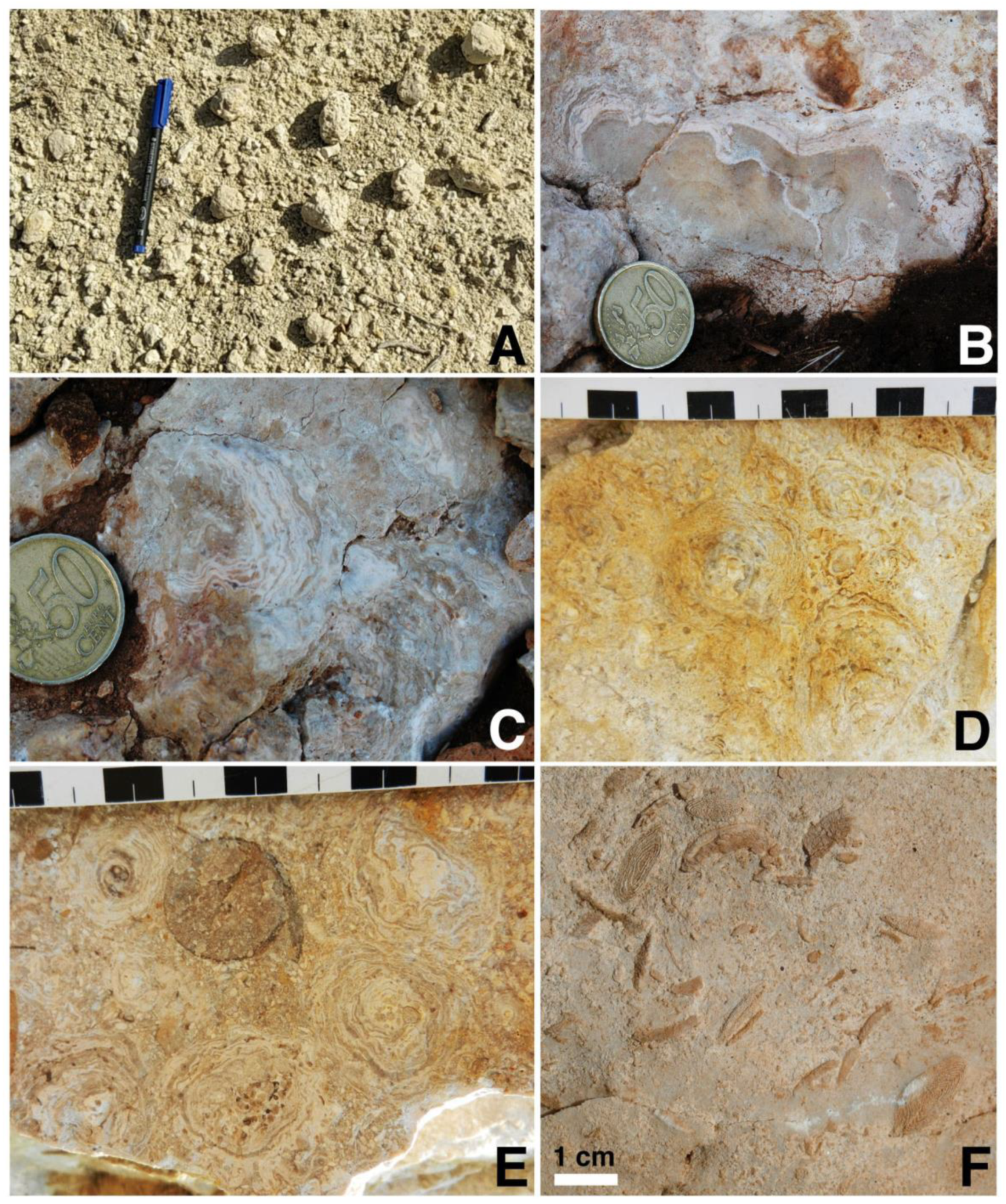 Diversity 12 00117 g008 Diversity 12 00117 g008