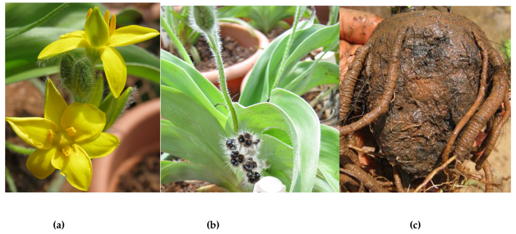 Diversity 12 00122 g001 Diversity 12 00122 g001