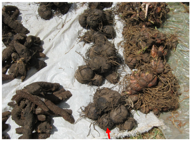 Diversity 12 00122 g003 Diversity 12 00122 g003