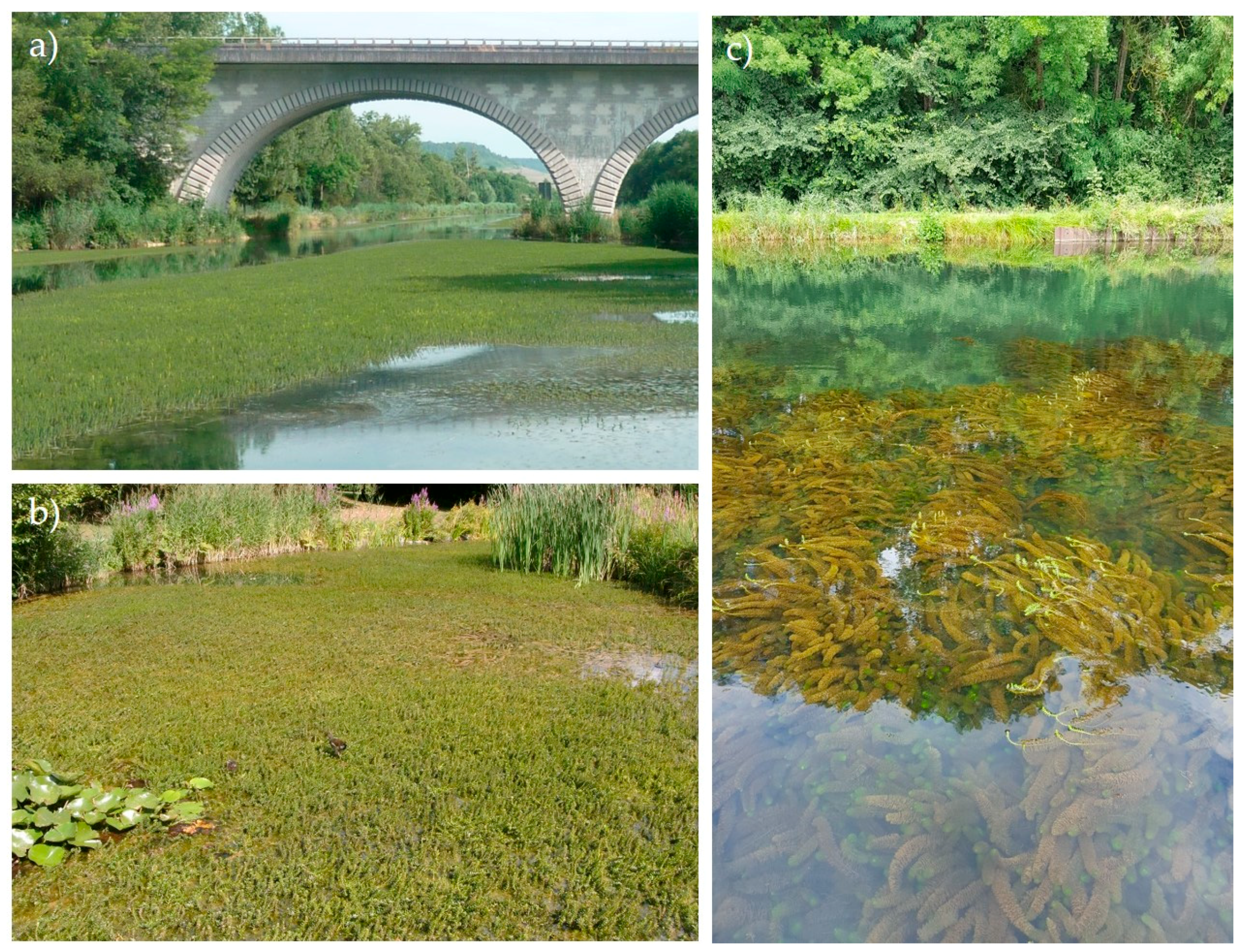 Diversity 12 00127 g001