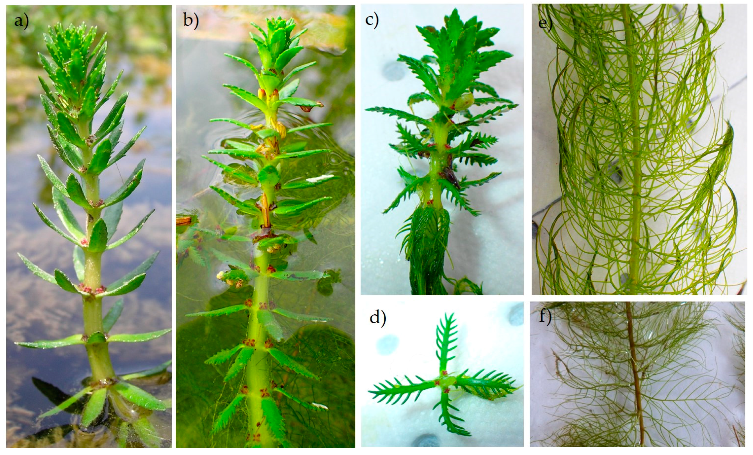 Diversity 12 00127 g003