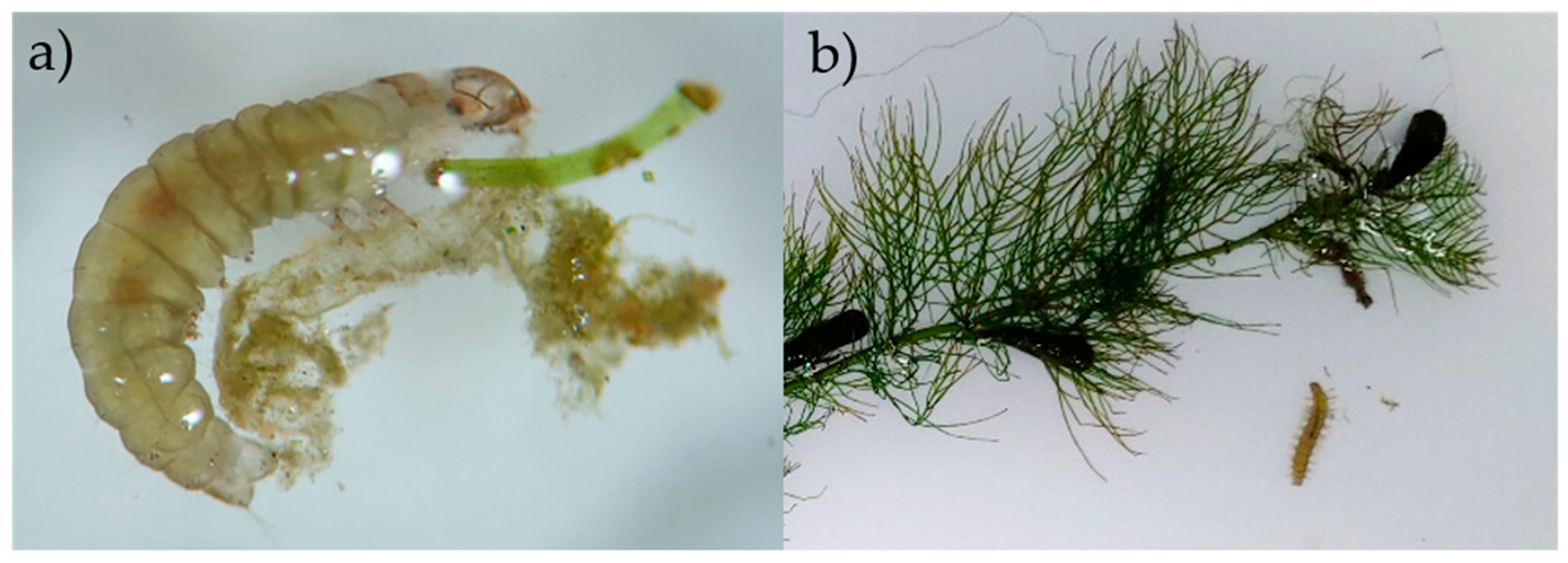 Diversity 12 00127 g005