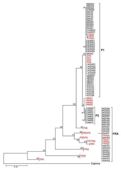 Inter- and intraspecies comparison of phylogenetic fingerprints