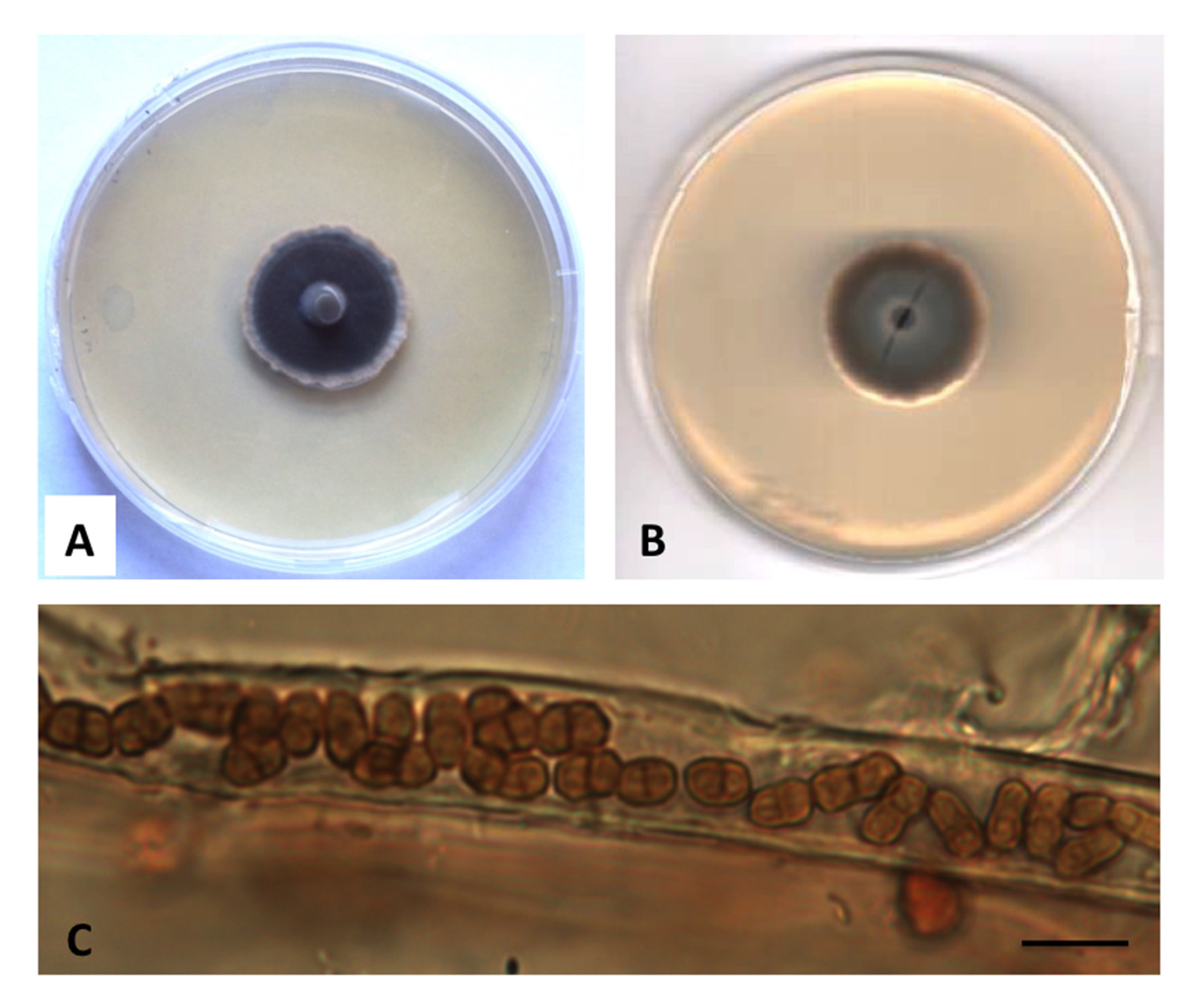 Diversity 12 00144 g005 Diversity 12 00144 g005
