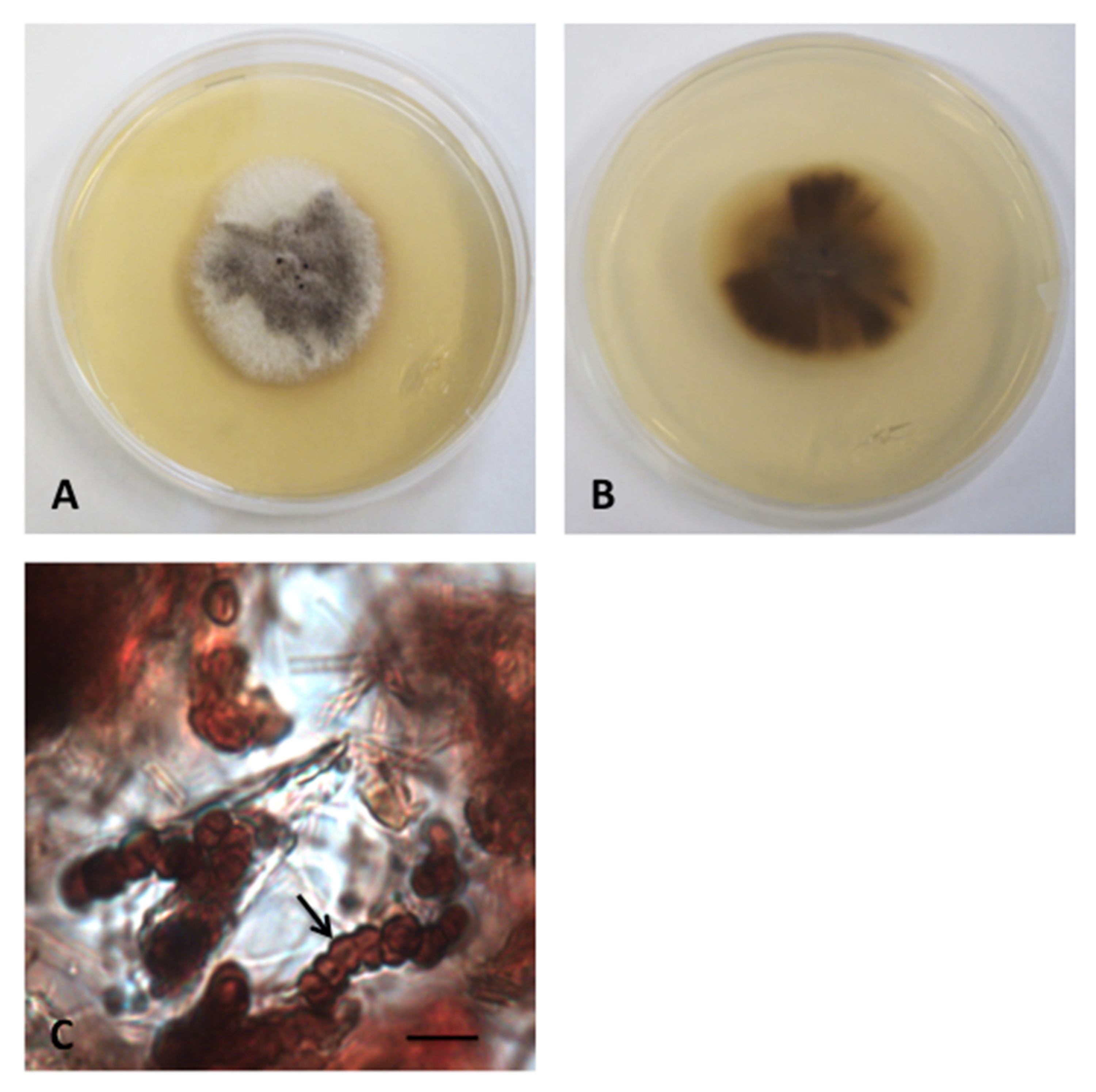 Diversity 12 00144 g007 Diversity 12 00144 g007
