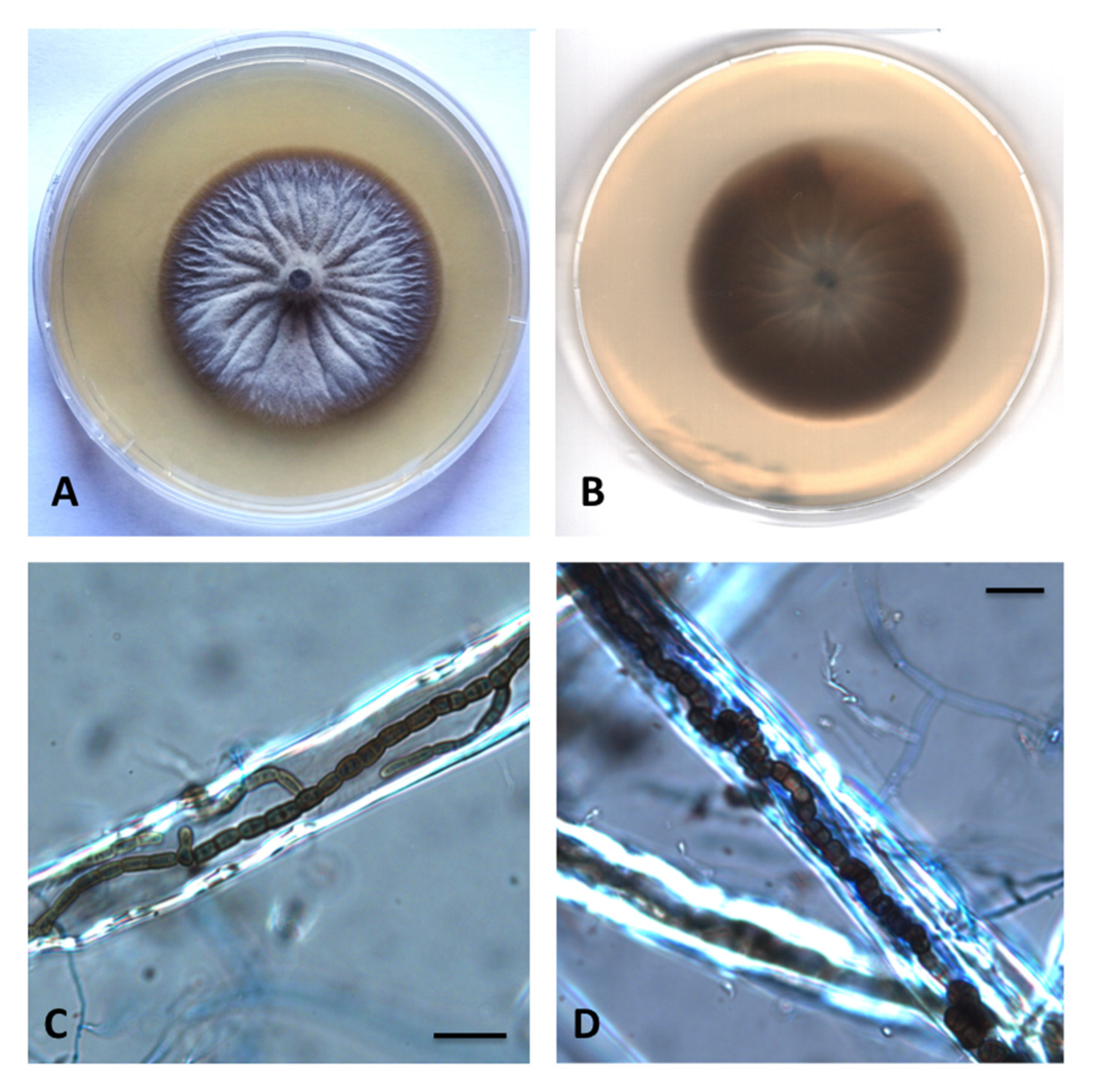 Diversity 12 00144 g008 Diversity 12 00144 g008