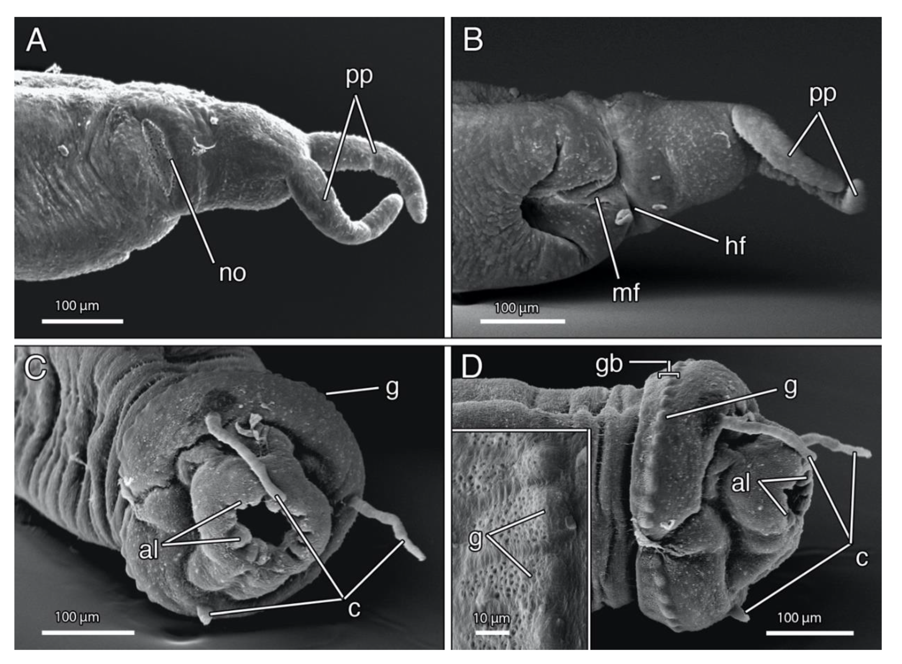 Diversity 12 00146 g004 Diversity 12 00146 g004