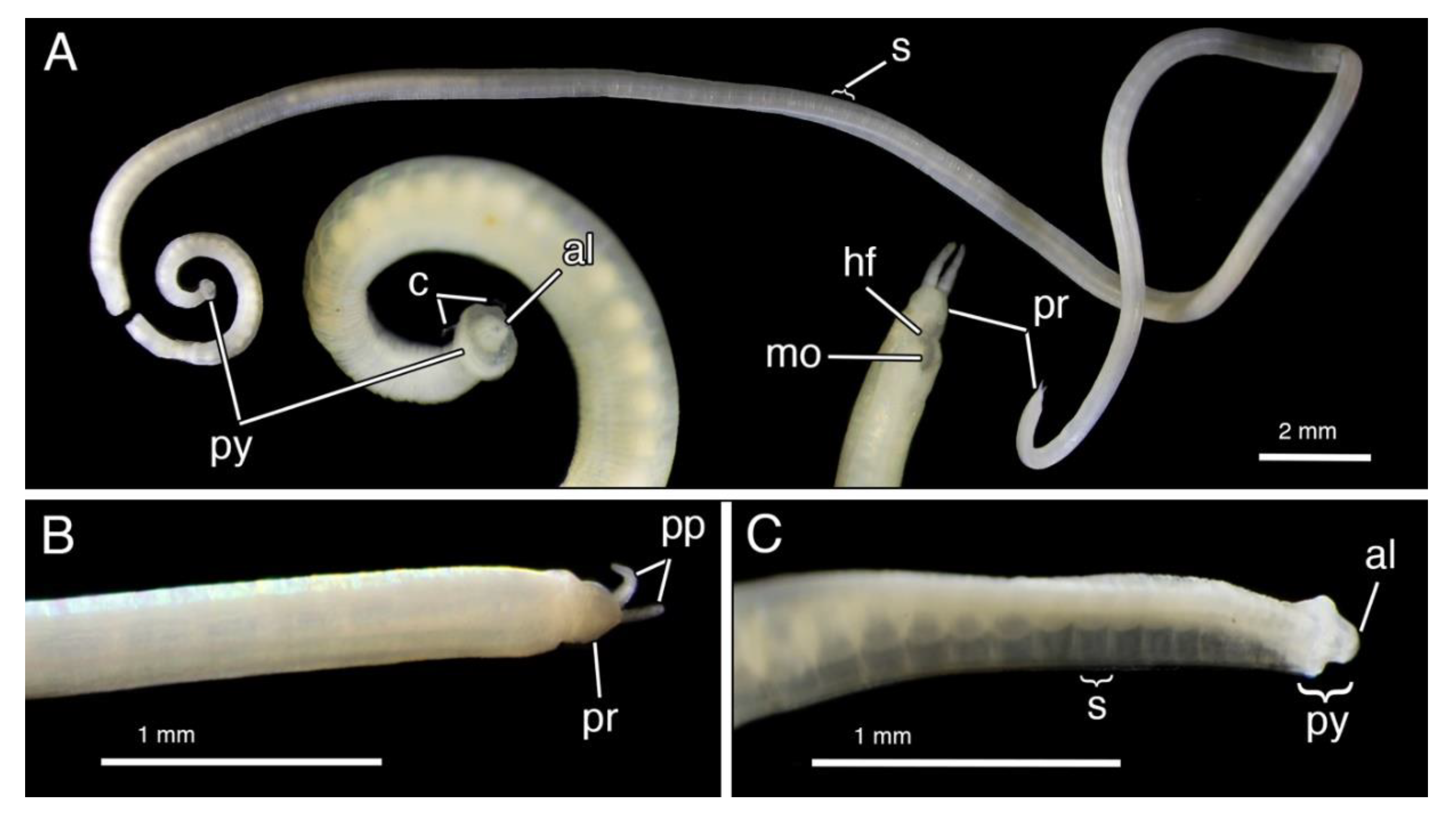 Diversity 12 00146 g008 Diversity 12 00146 g008