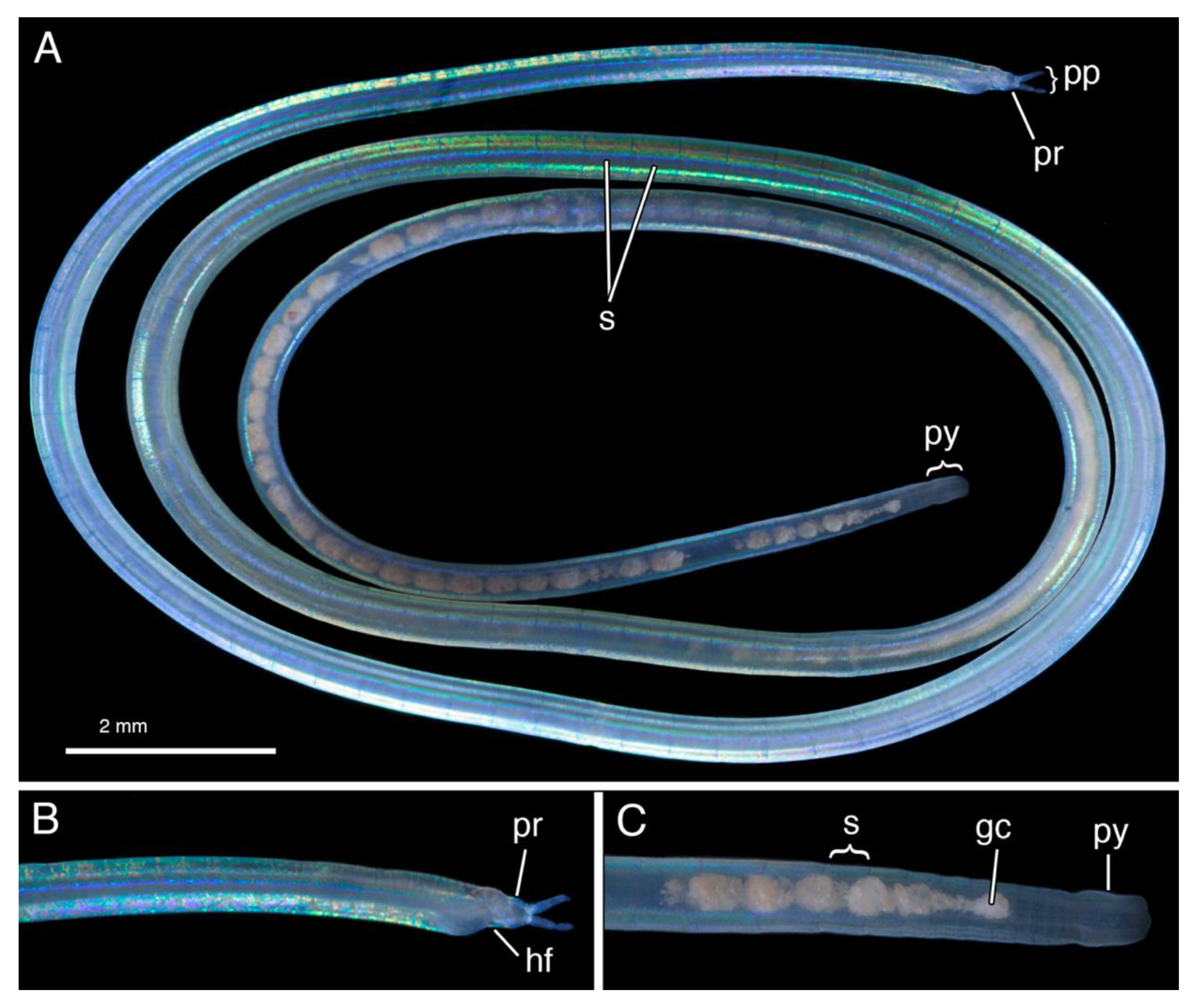 Diversity 12 00146 g010 Diversity 12 00146 g010