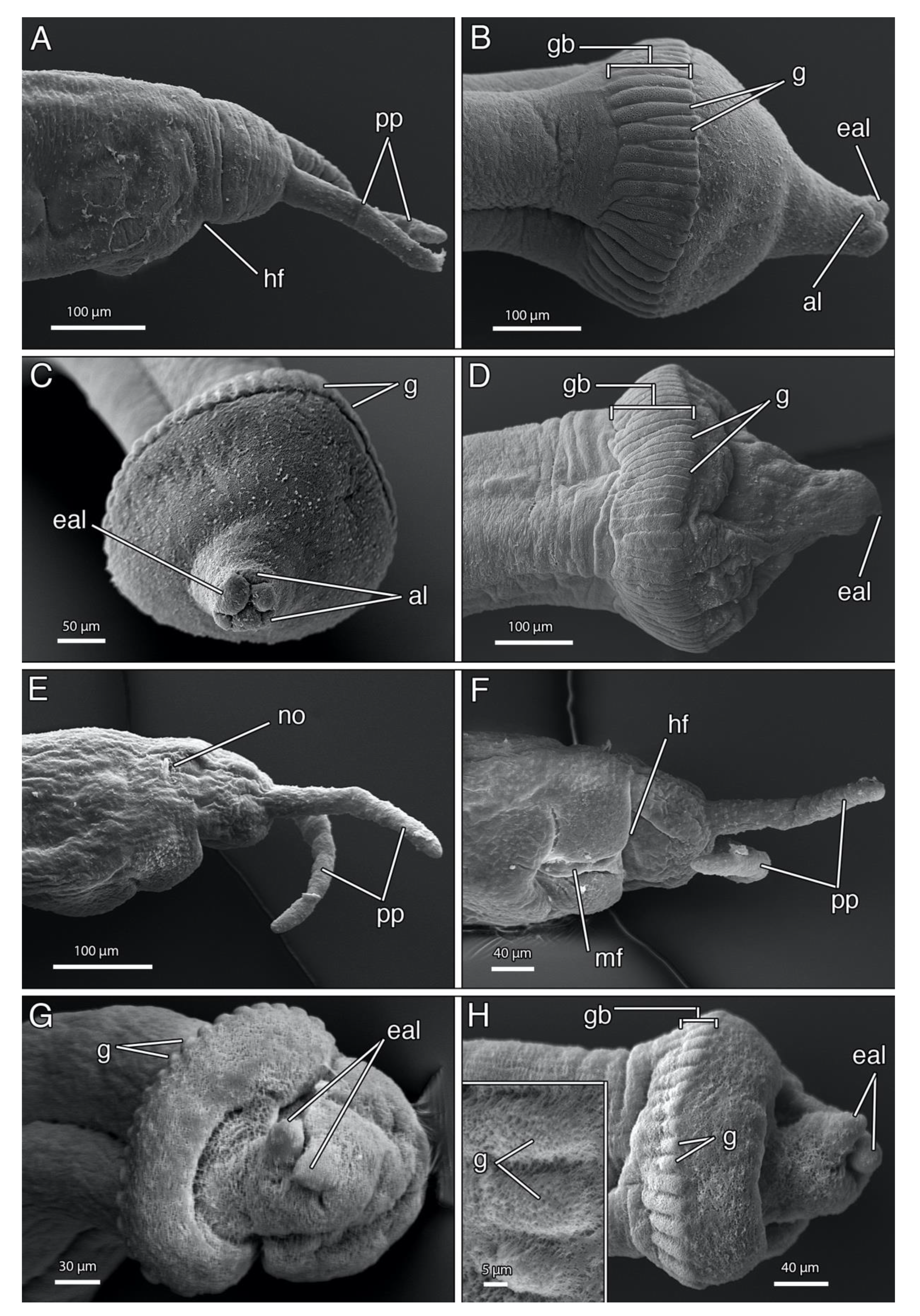 Diversity 12 00146 g012 Diversity 12 00146 g012