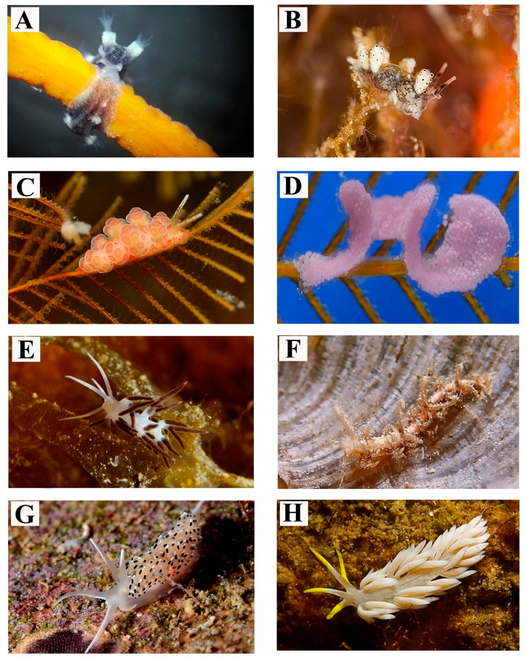 Diversity 12 00171 g004 Diversity 12 00171 g004