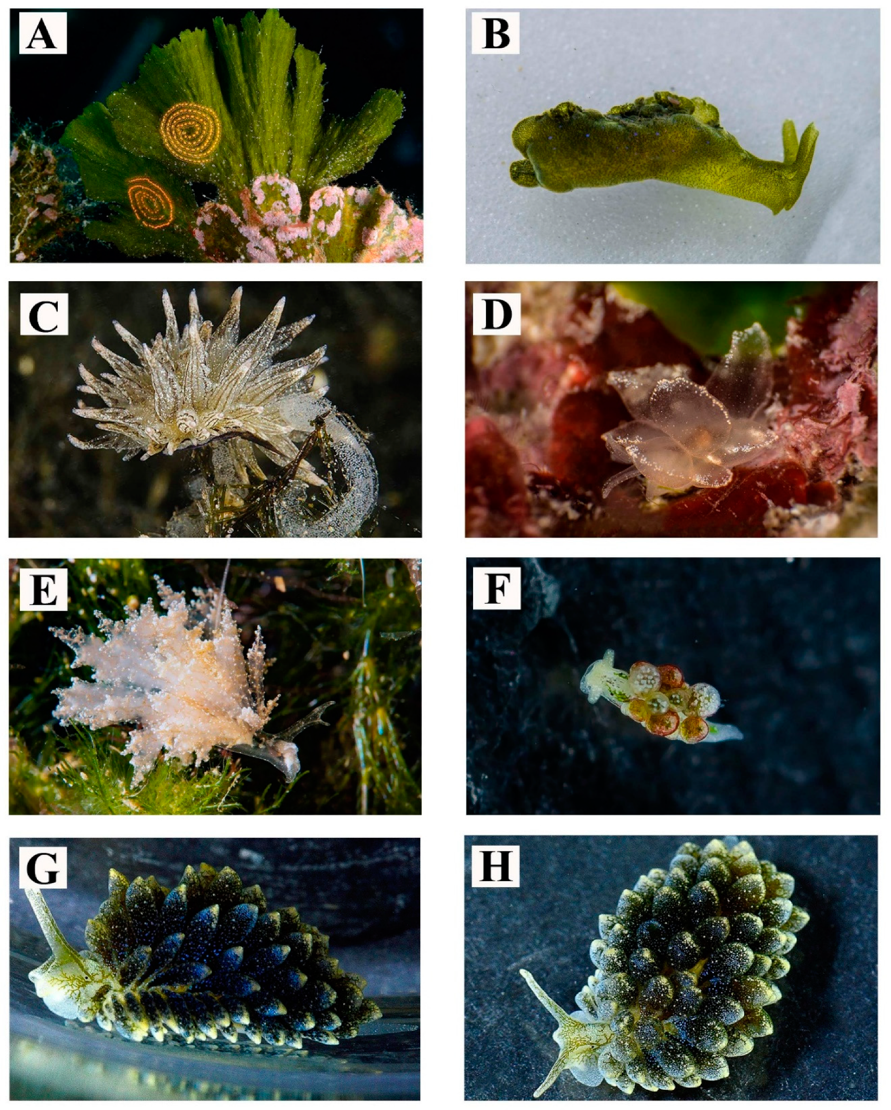 Diversity 12 00171 g008 Diversity 12 00171 g008