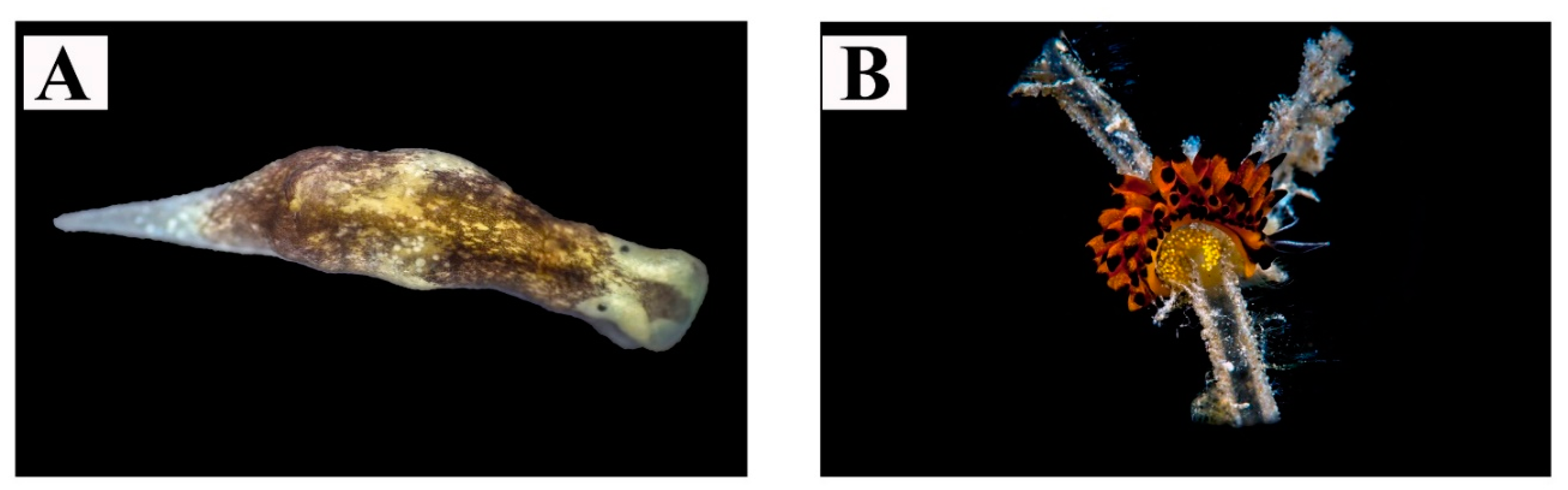 Diversity 12 00171 g009 Diversity 12 00171 g009
