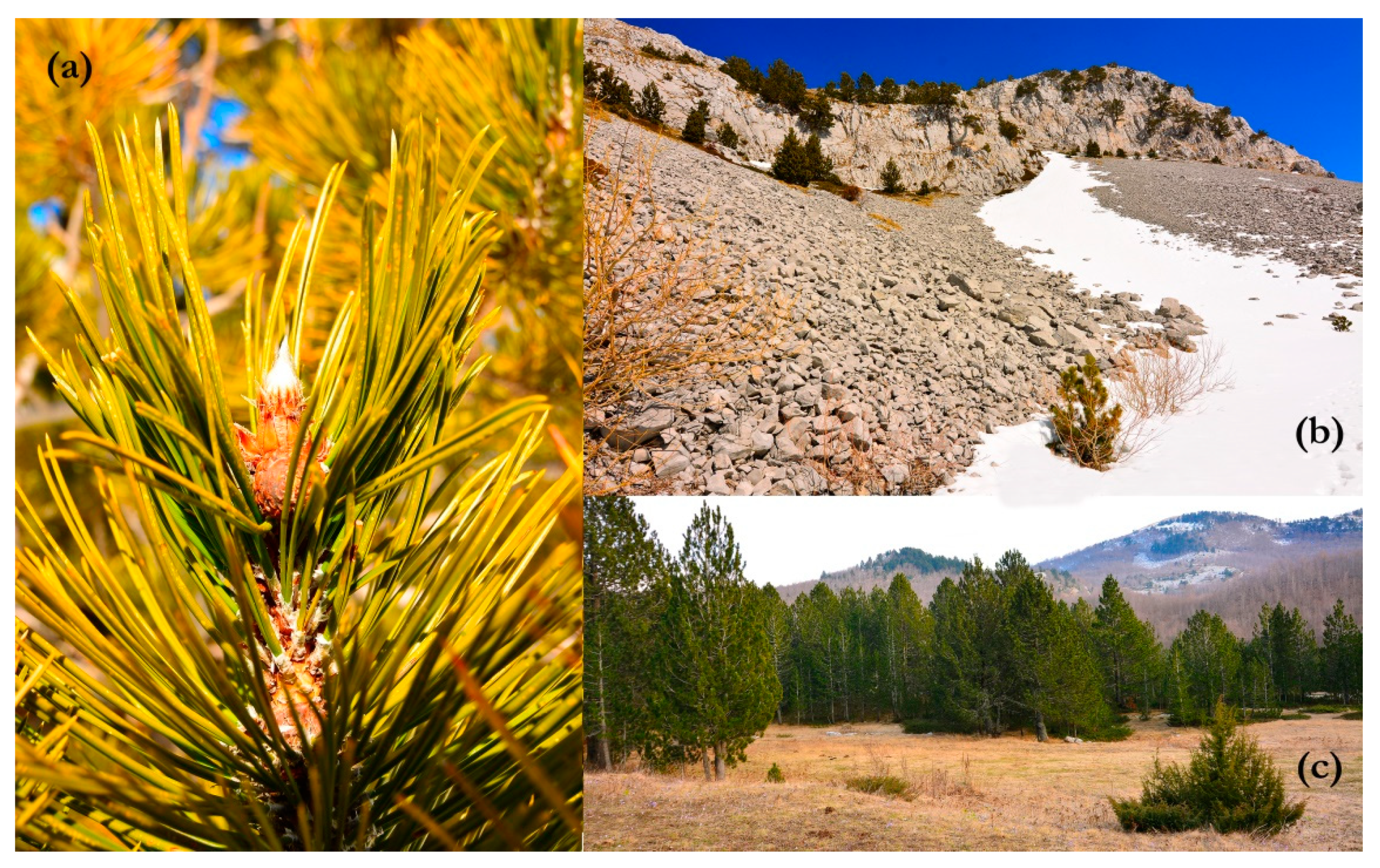 Diversity 12 00172 g002 Diversity 12 00172 g002