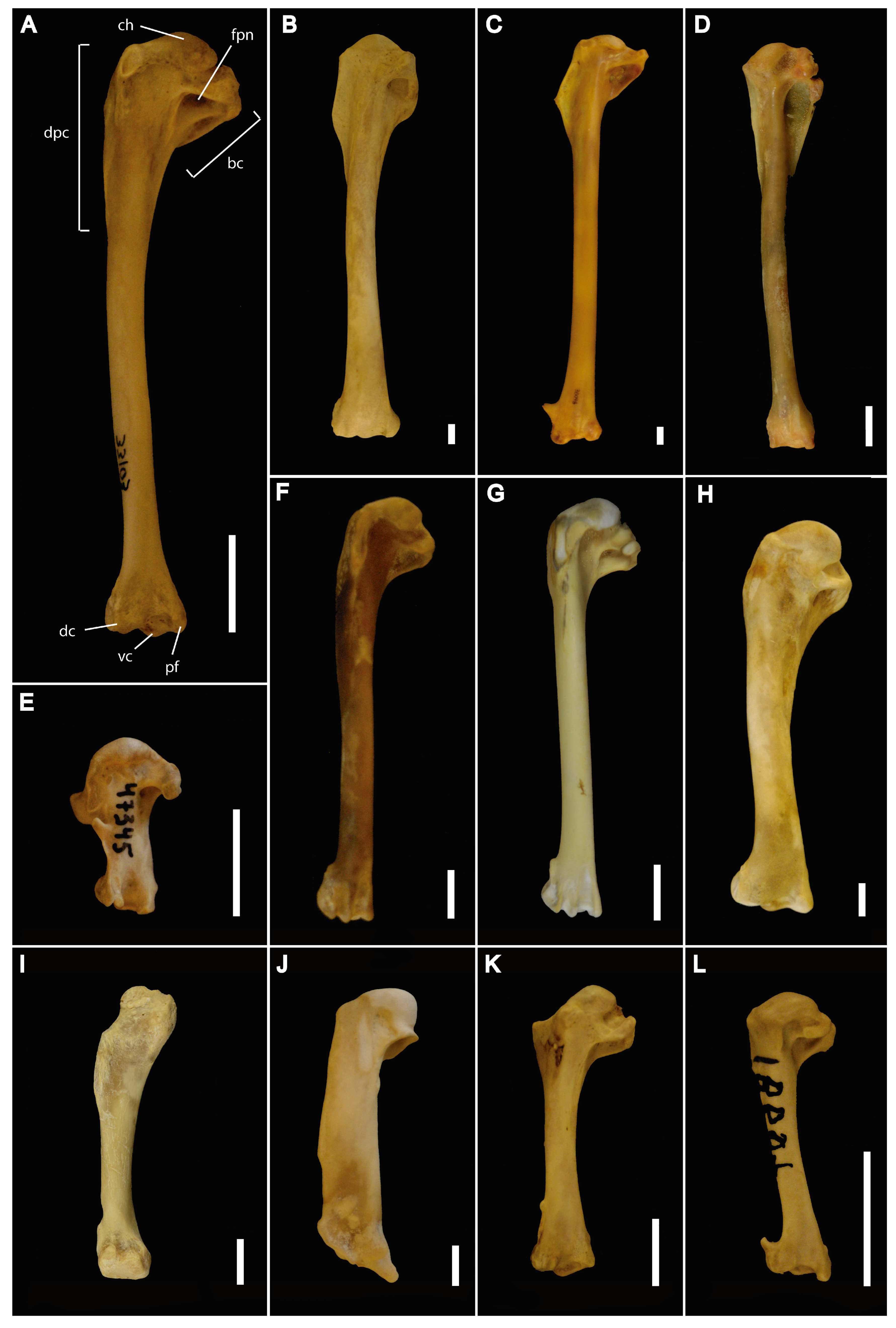 Diversity, Free Full-Text