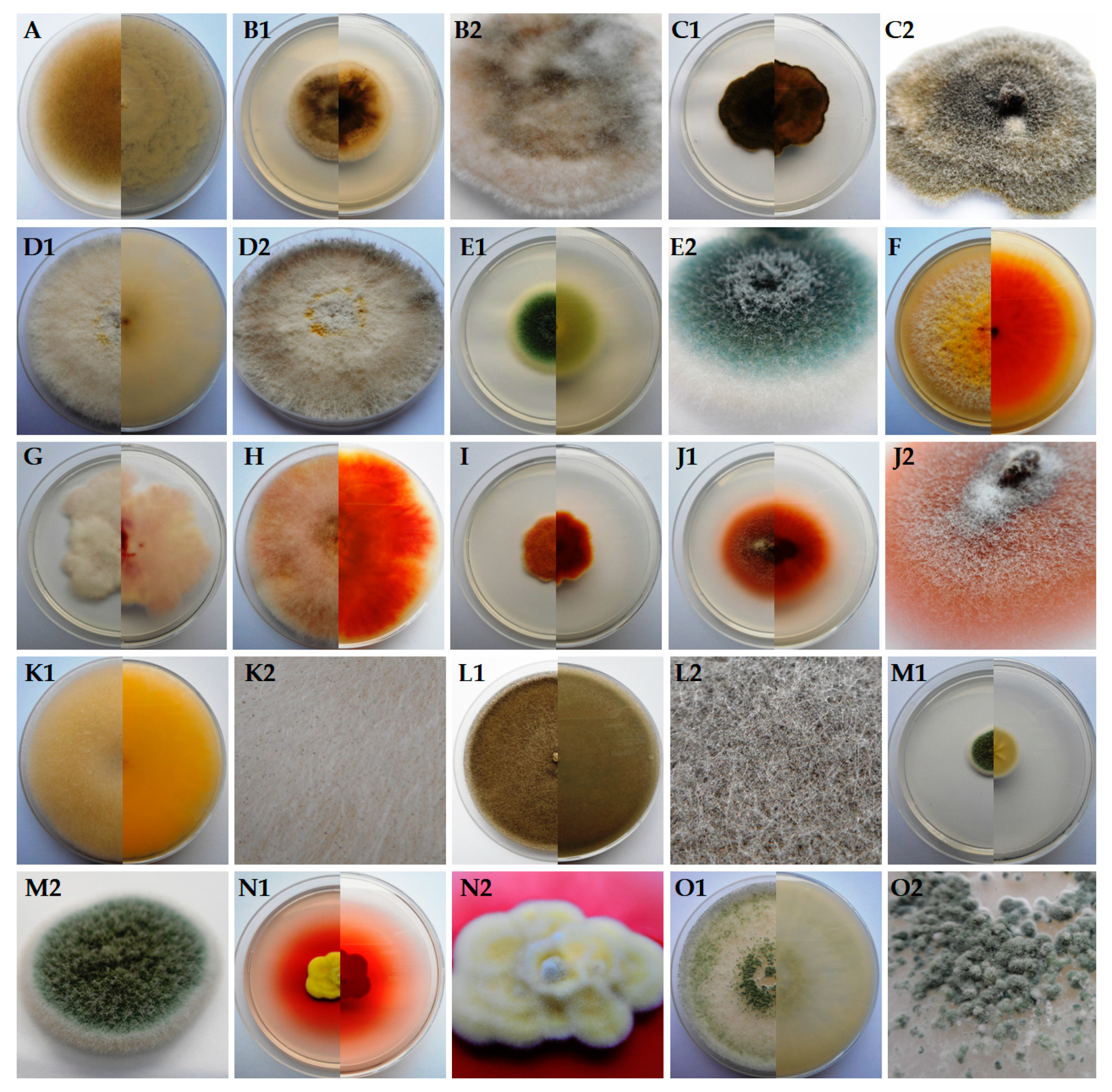 Diversity 12 00182 g001 Diversity 12 00182 g001