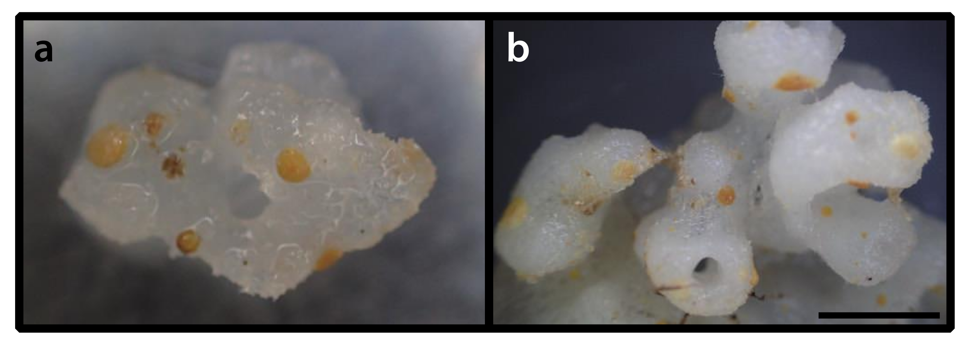 Diversity 12 00190 g002 Diversity 12 00190 g002