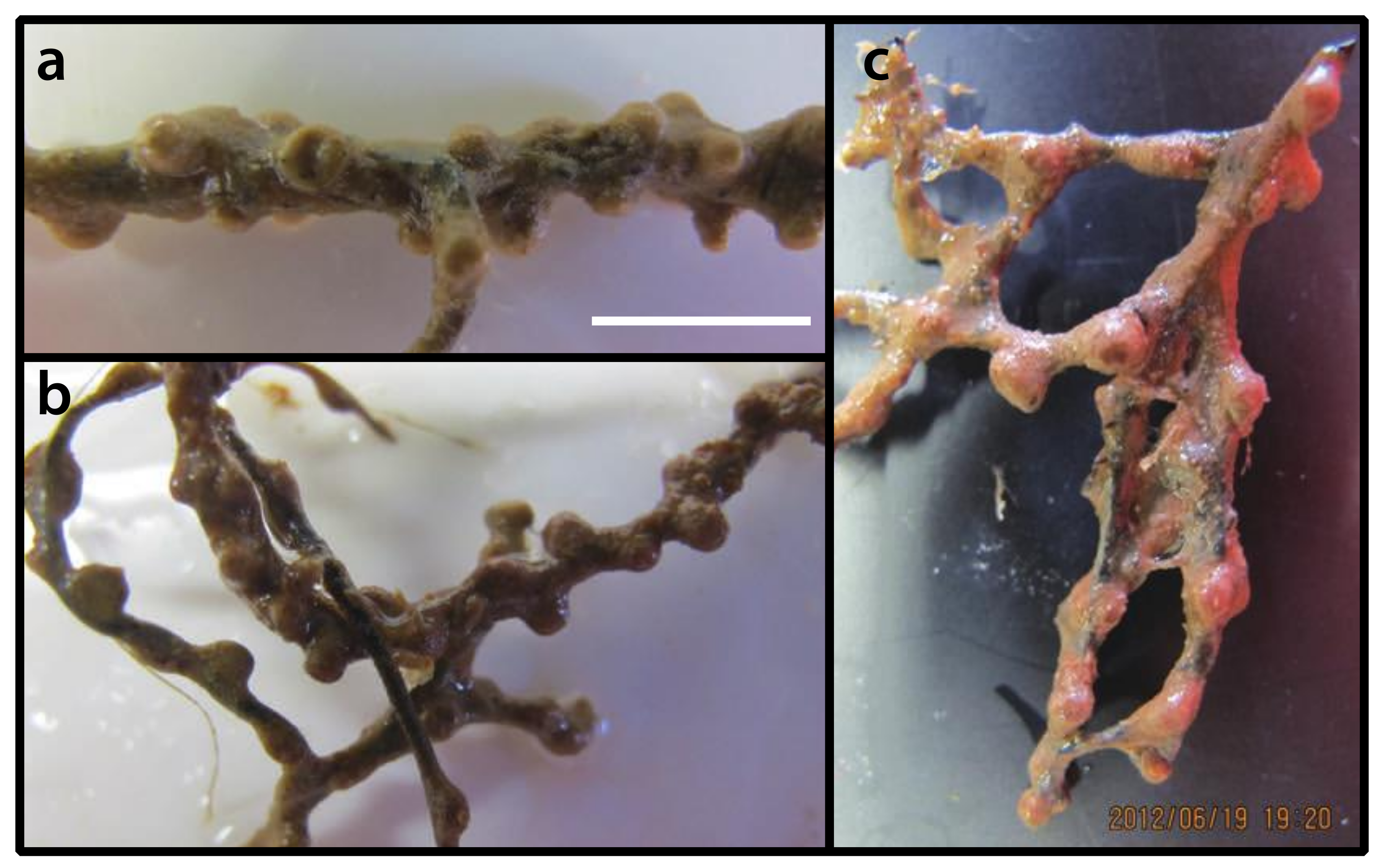 Diversity 12 00190 g003 Diversity 12 00190 g003