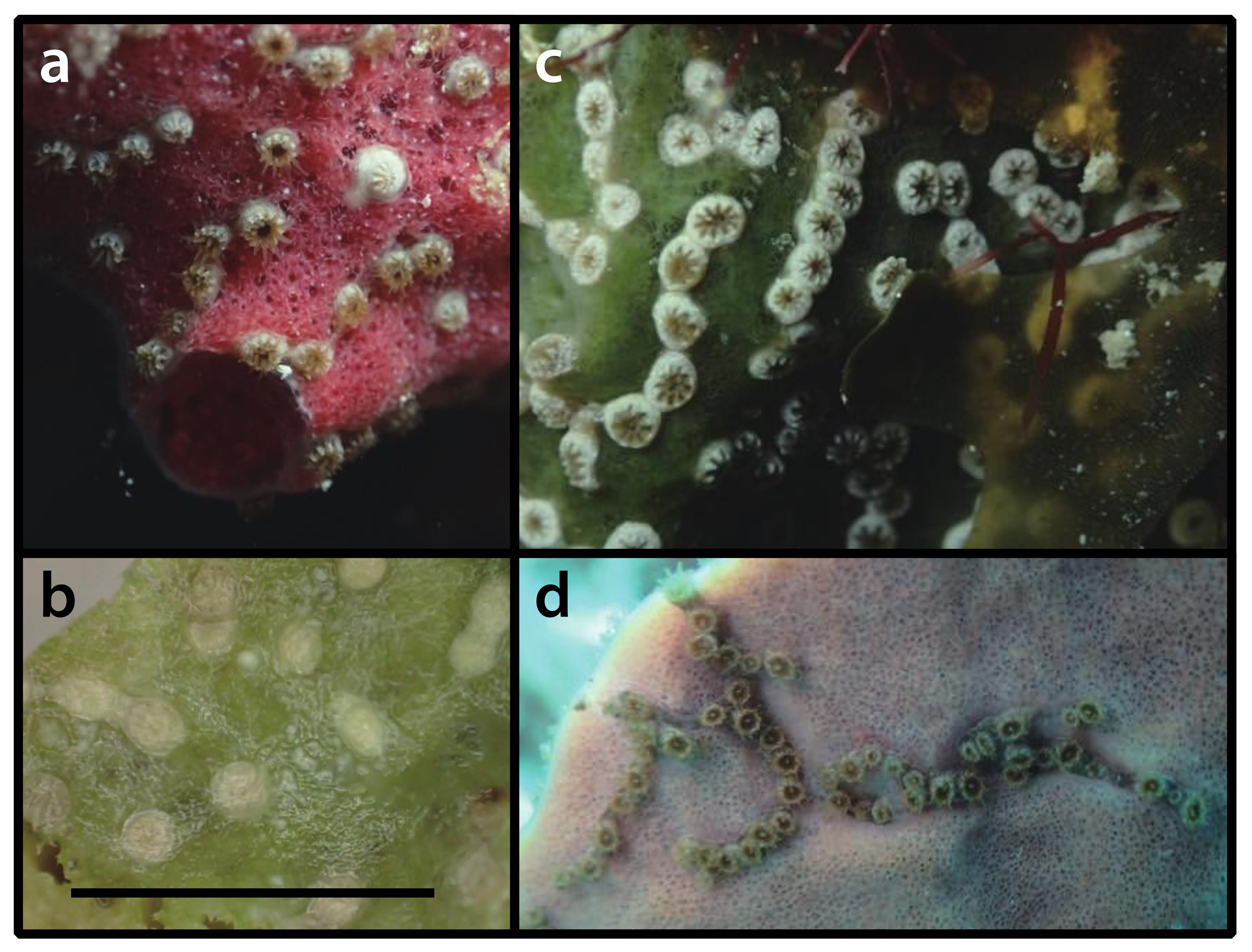 Diversity 12 00190 g004 Diversity 12 00190 g004