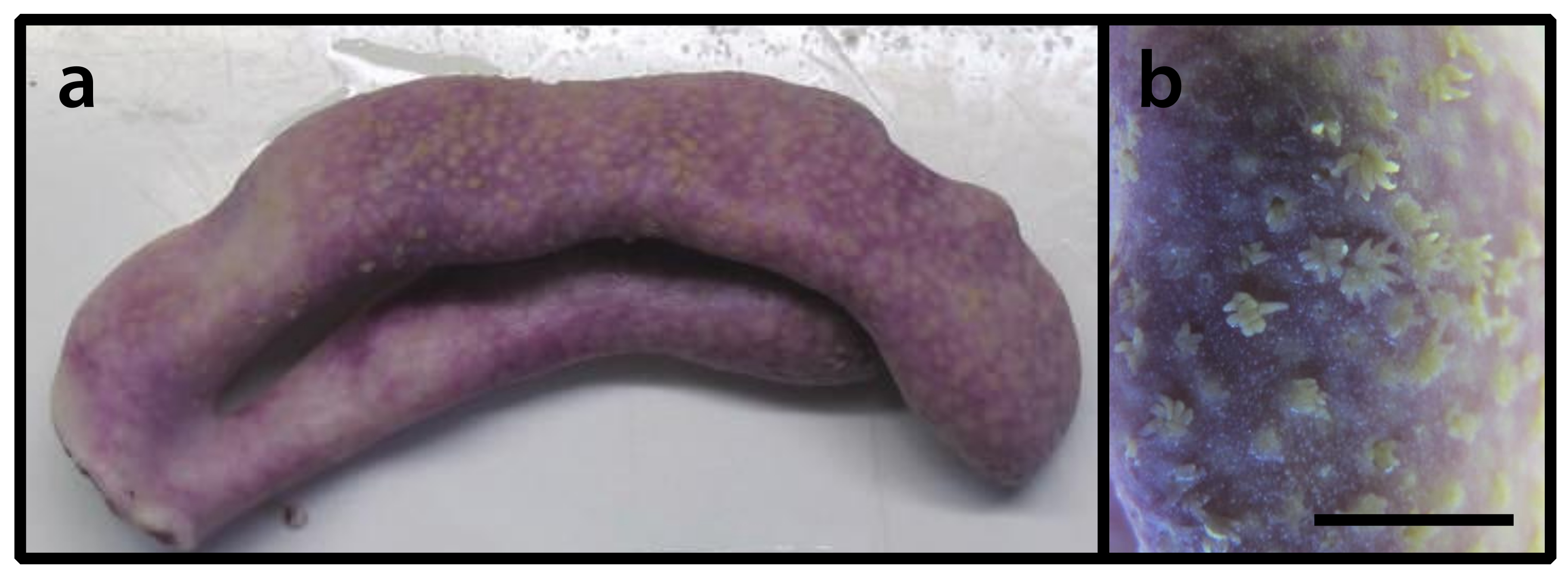 Diversity 12 00190 g005 Diversity 12 00190 g005