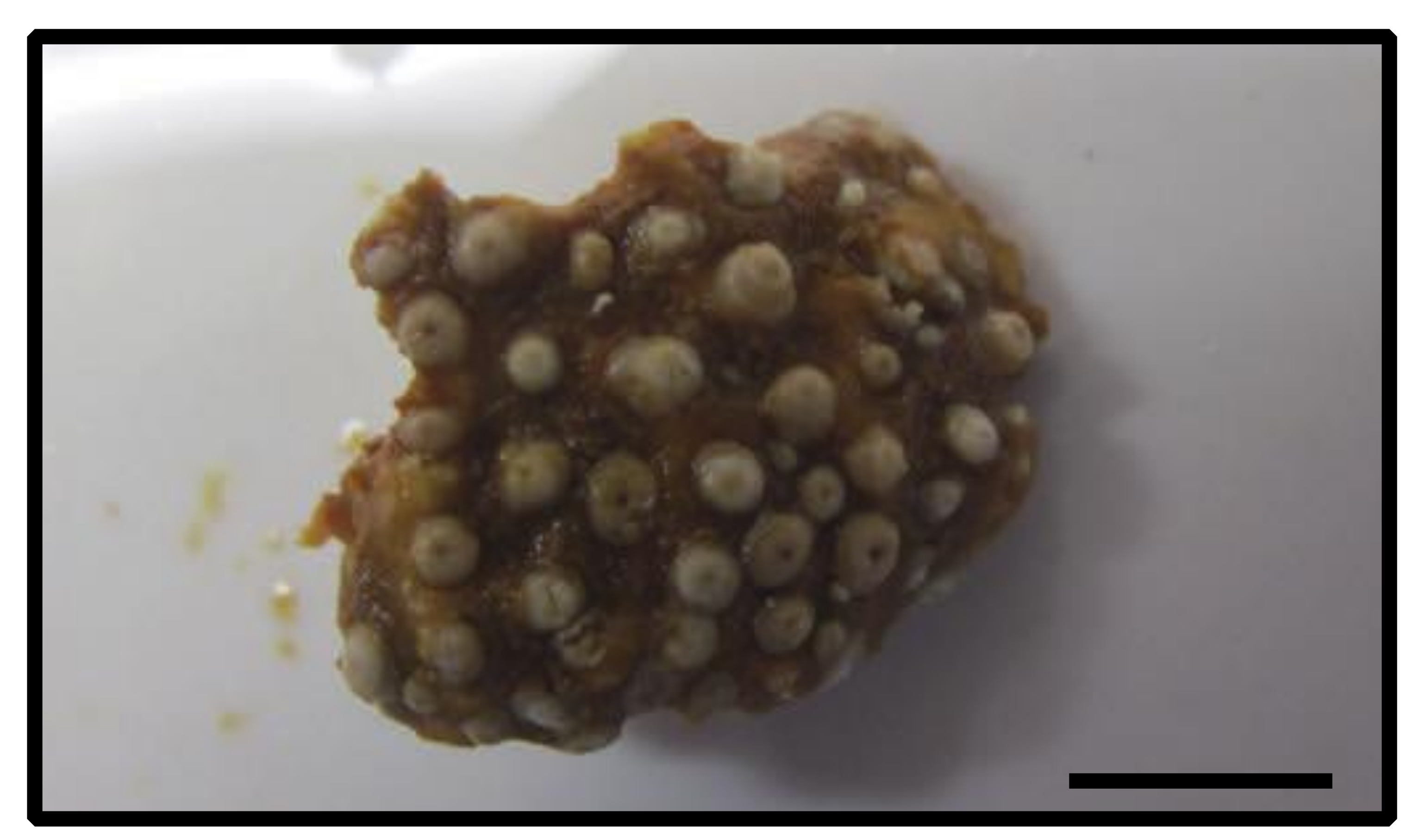 Diversity 12 00190 g008 Diversity 12 00190 g008