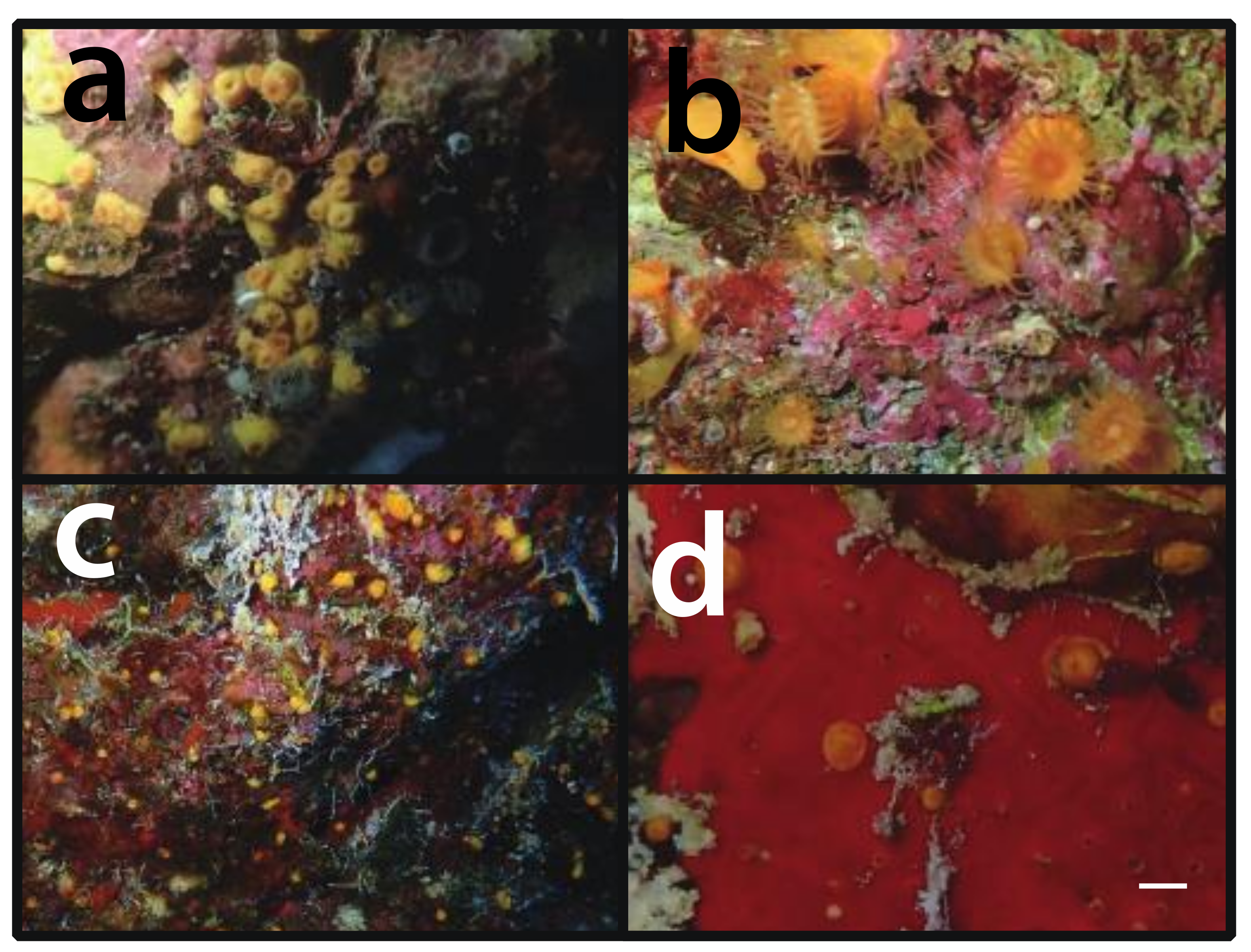 Diversity 12 00190 g009 Diversity 12 00190 g009