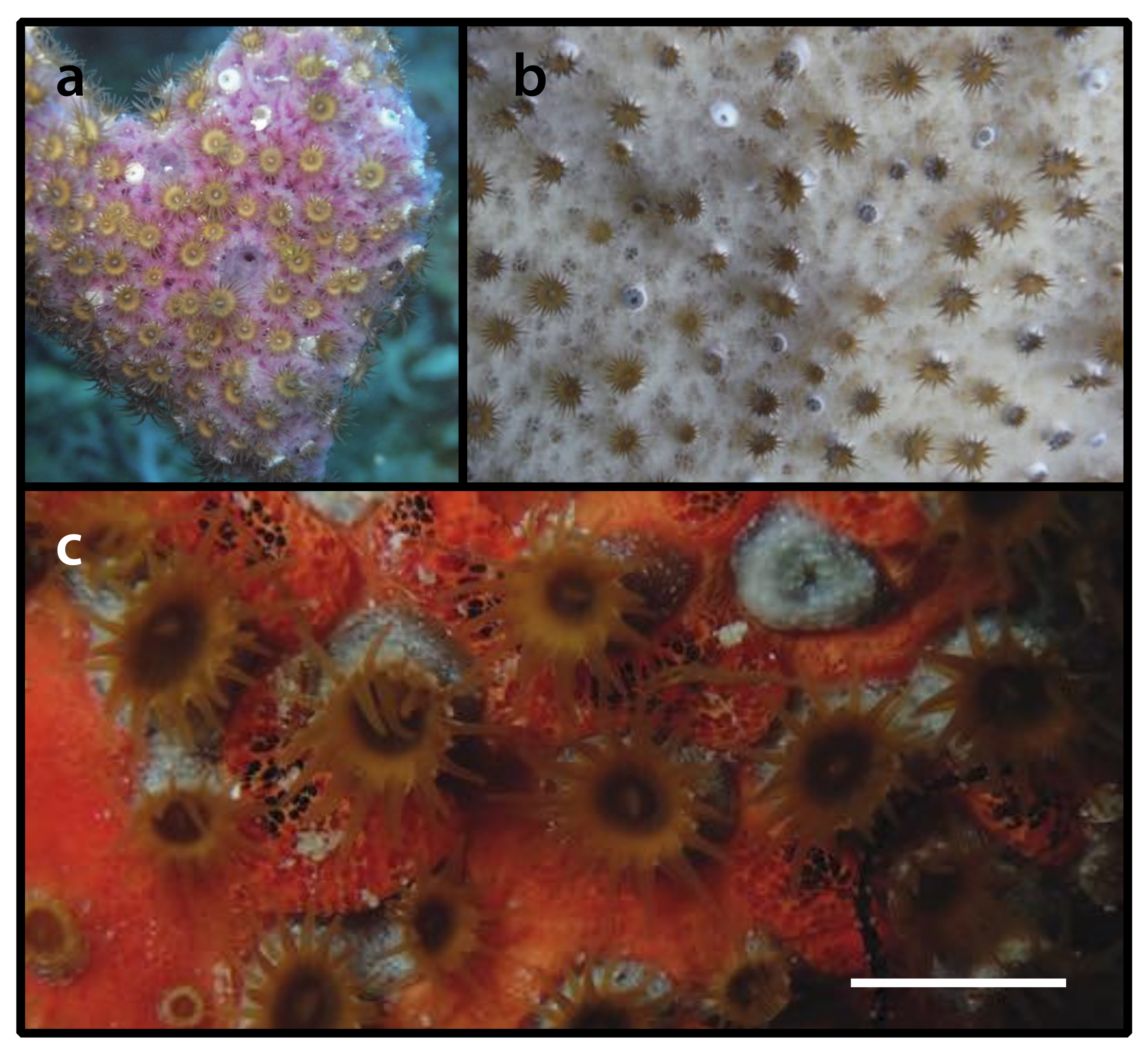 Diversity 12 00190 g012 Diversity 12 00190 g012