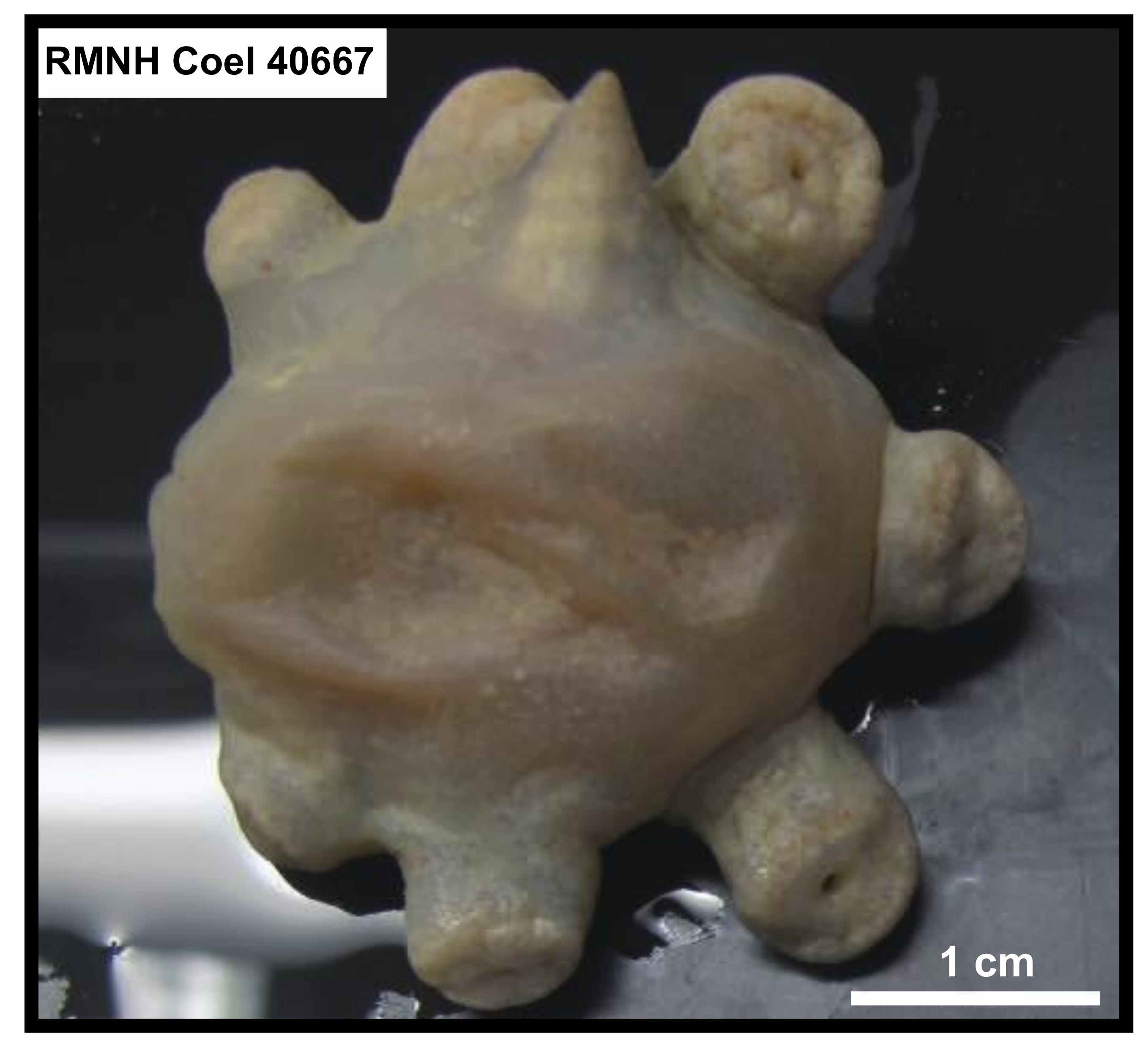 Diversity 12 00190 g014 Diversity 12 00190 g014